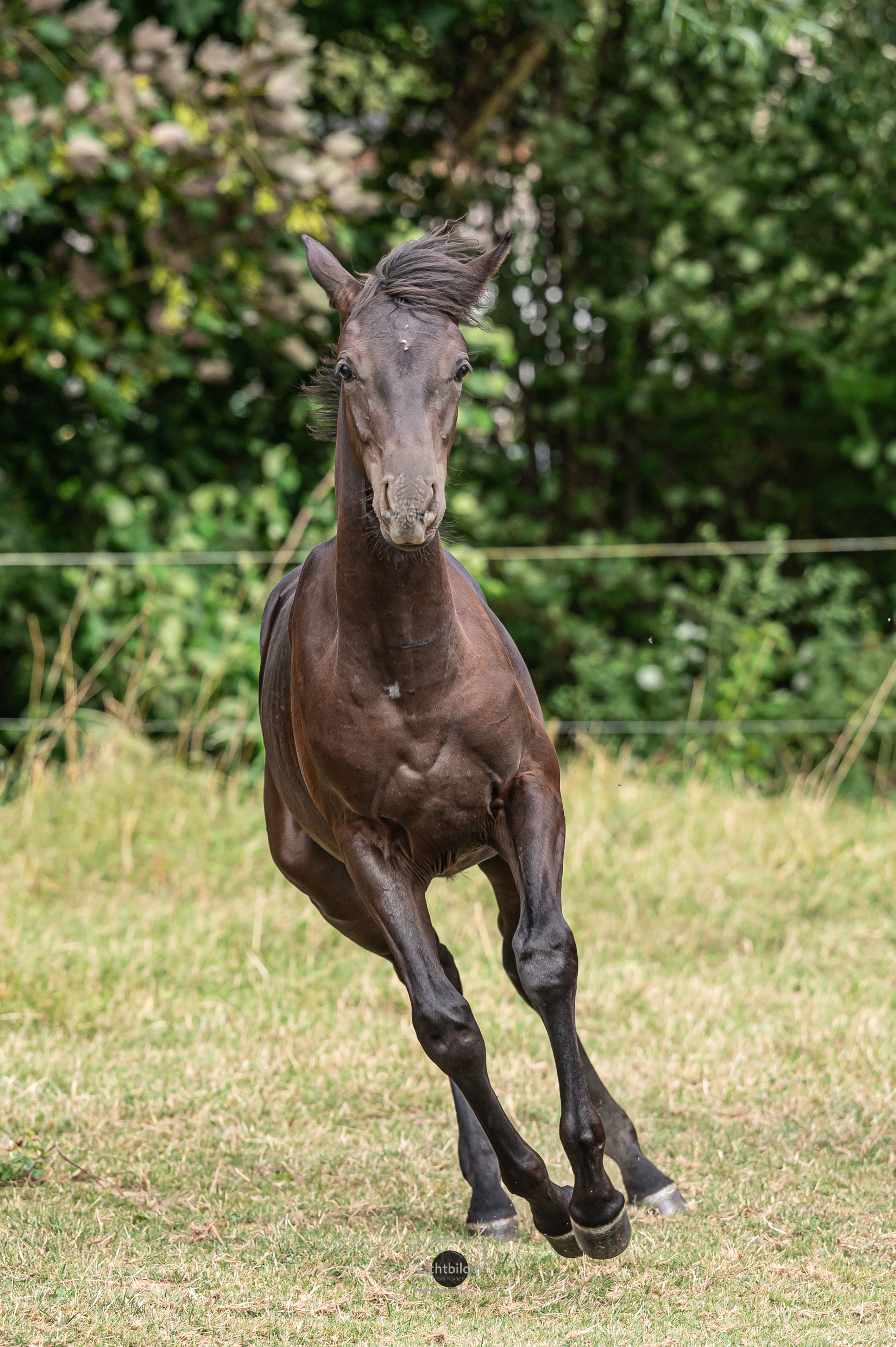 Hengstfohlen, Rappe, Kleines Reitpferd/ Partbredaraber, günstig - Image 4