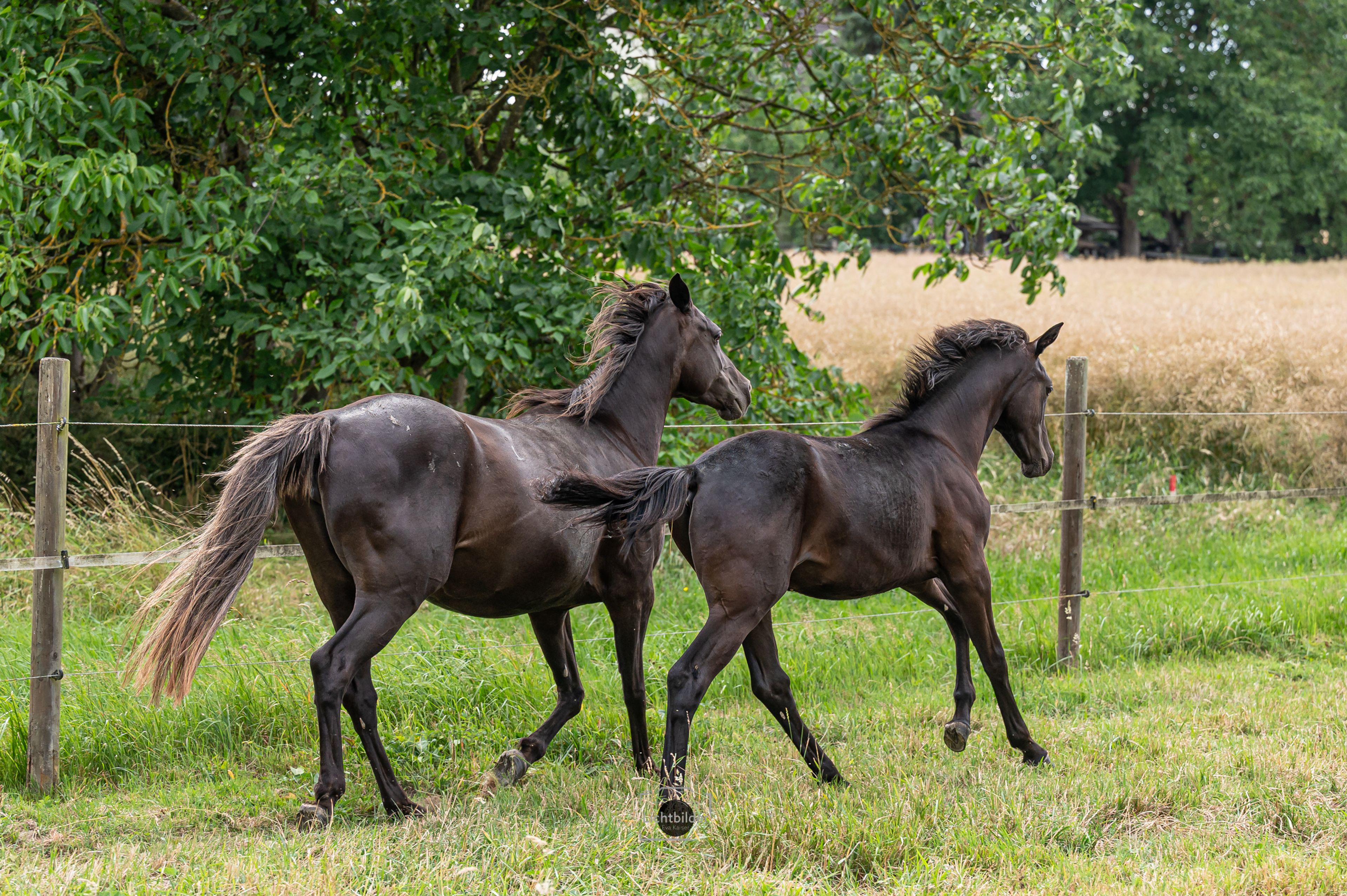 Hengstfohlen, Rappe, Kleines Reitpferd/ Partbredaraber, günstig - Image 6