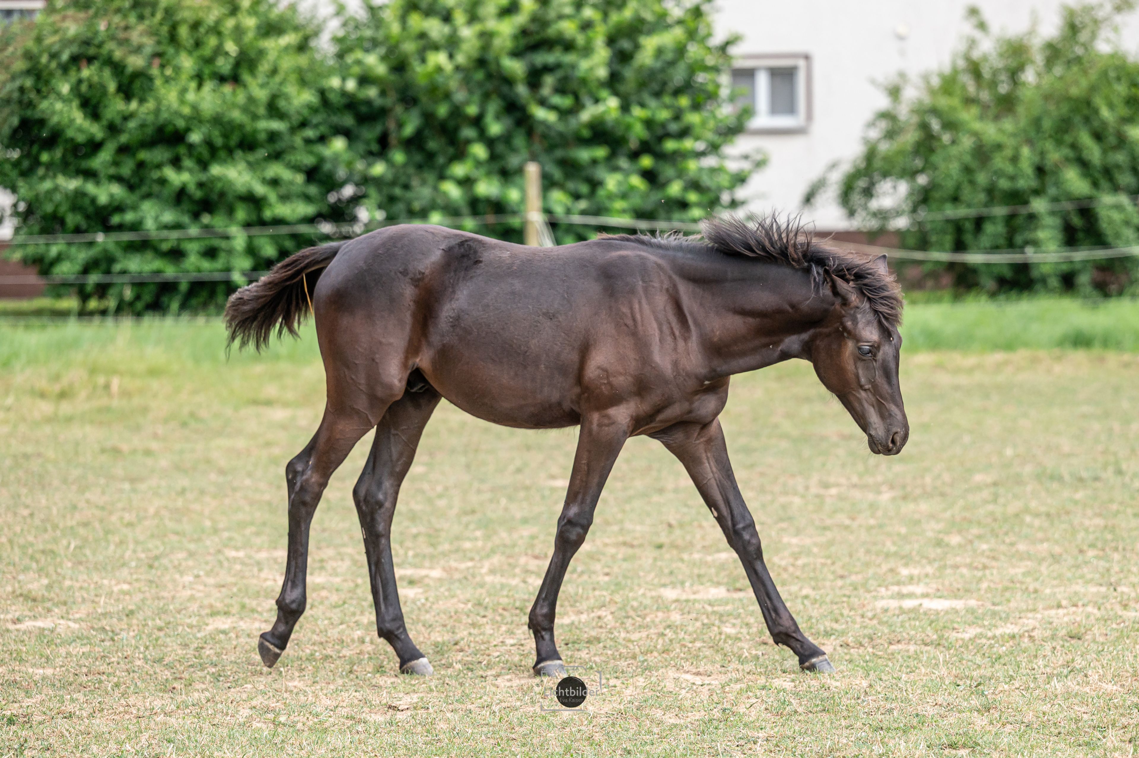 Hengstfohlen, Rappe, Kleines Reitpferd/ Partbredaraber, günstig - Image 8
