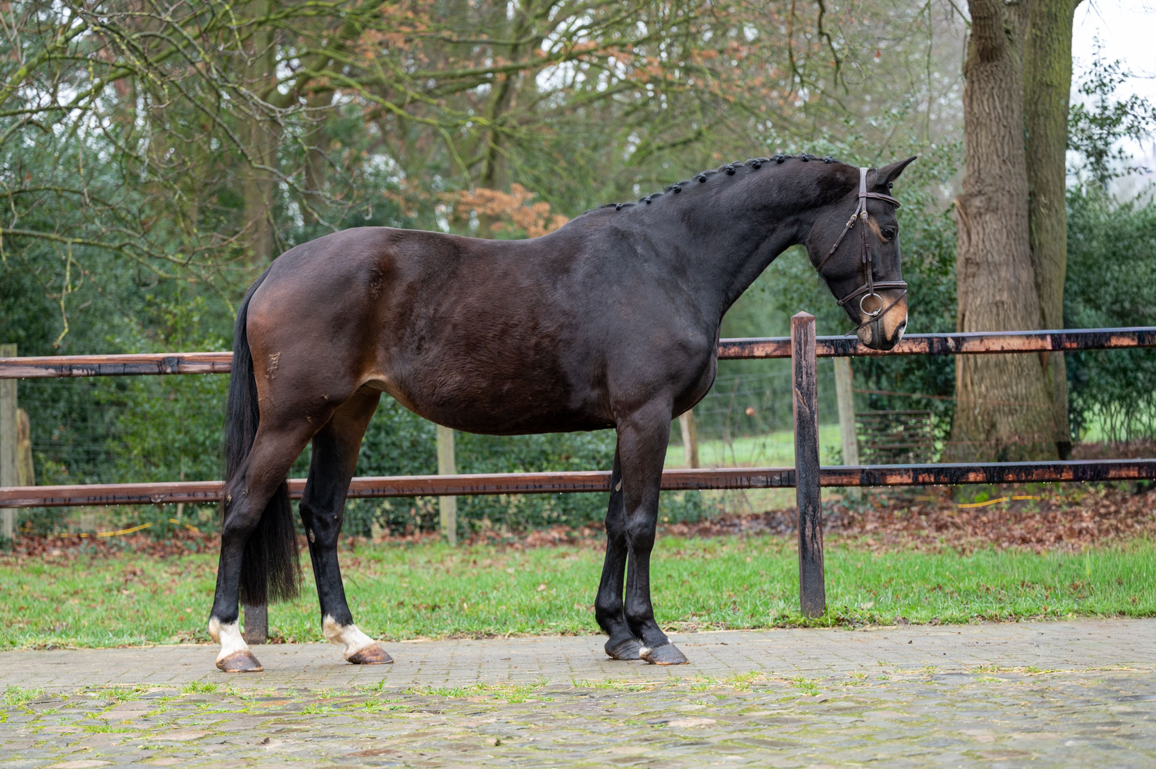 Feluna Cherry B (BOUDEWIJN x NESCIO) - Image 1