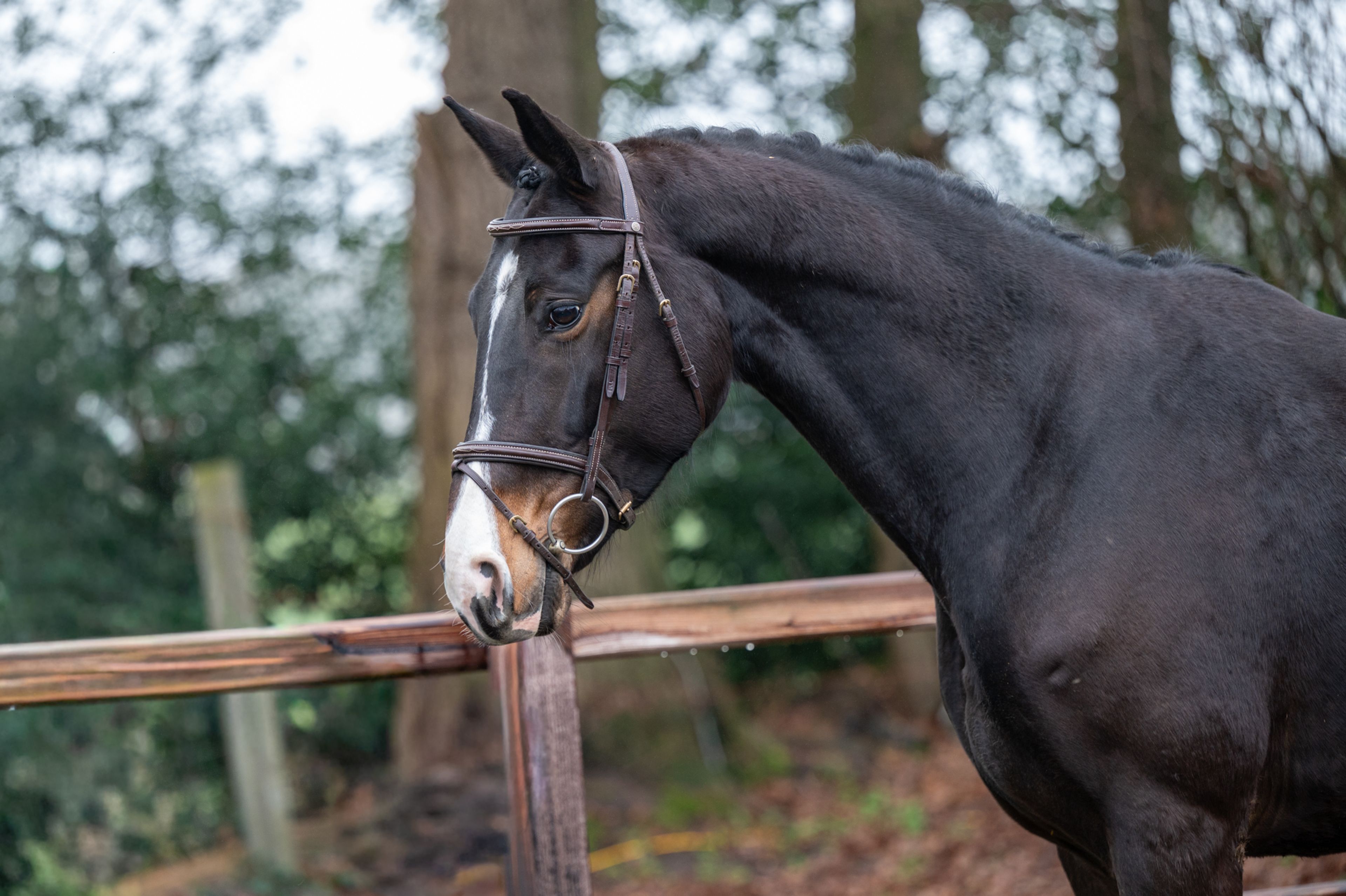 Feluna Cherry B (BOUDEWIJN x NESCIO) - Image 2