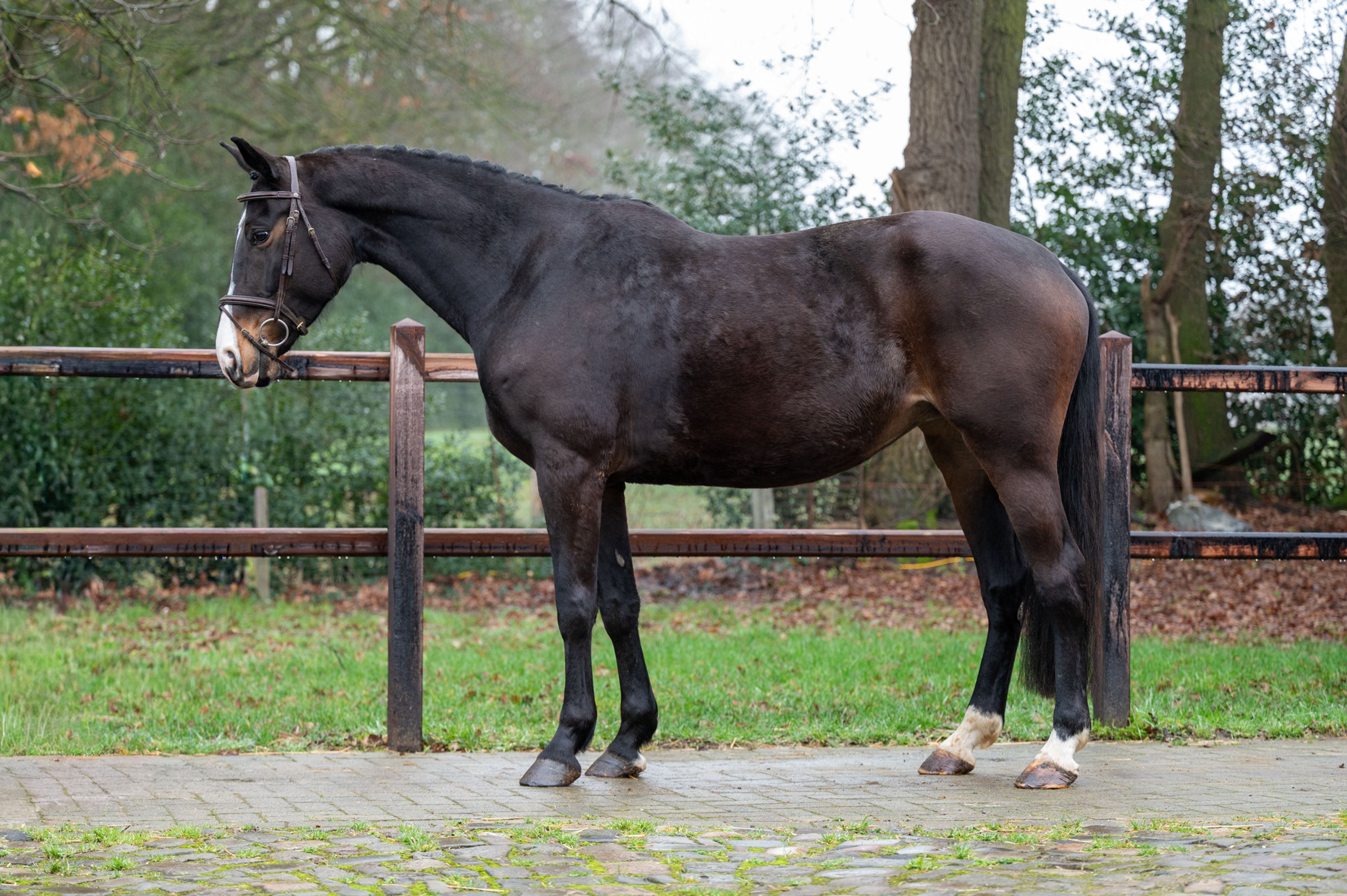 Feluna Cherry B (BOUDEWIJN x NESCIO) - Image 3