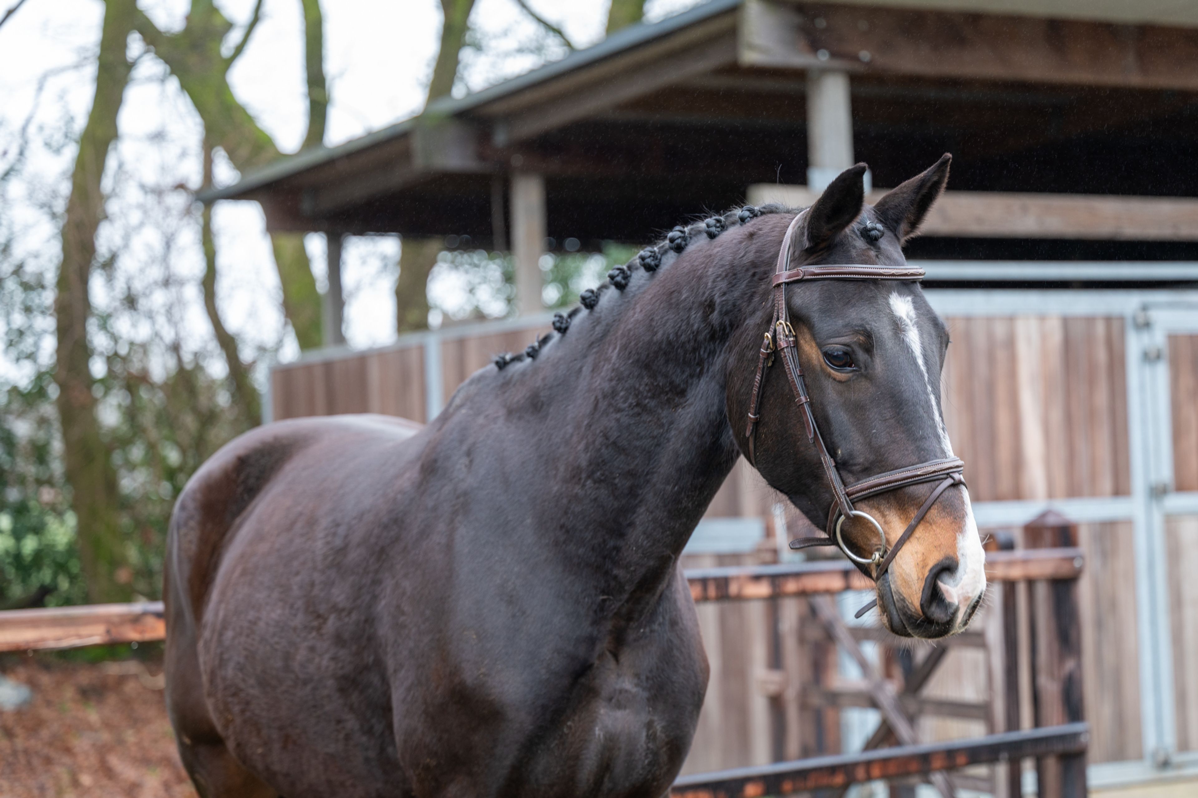 Feluna Cherry B (BOUDEWIJN x NESCIO) - Image 4