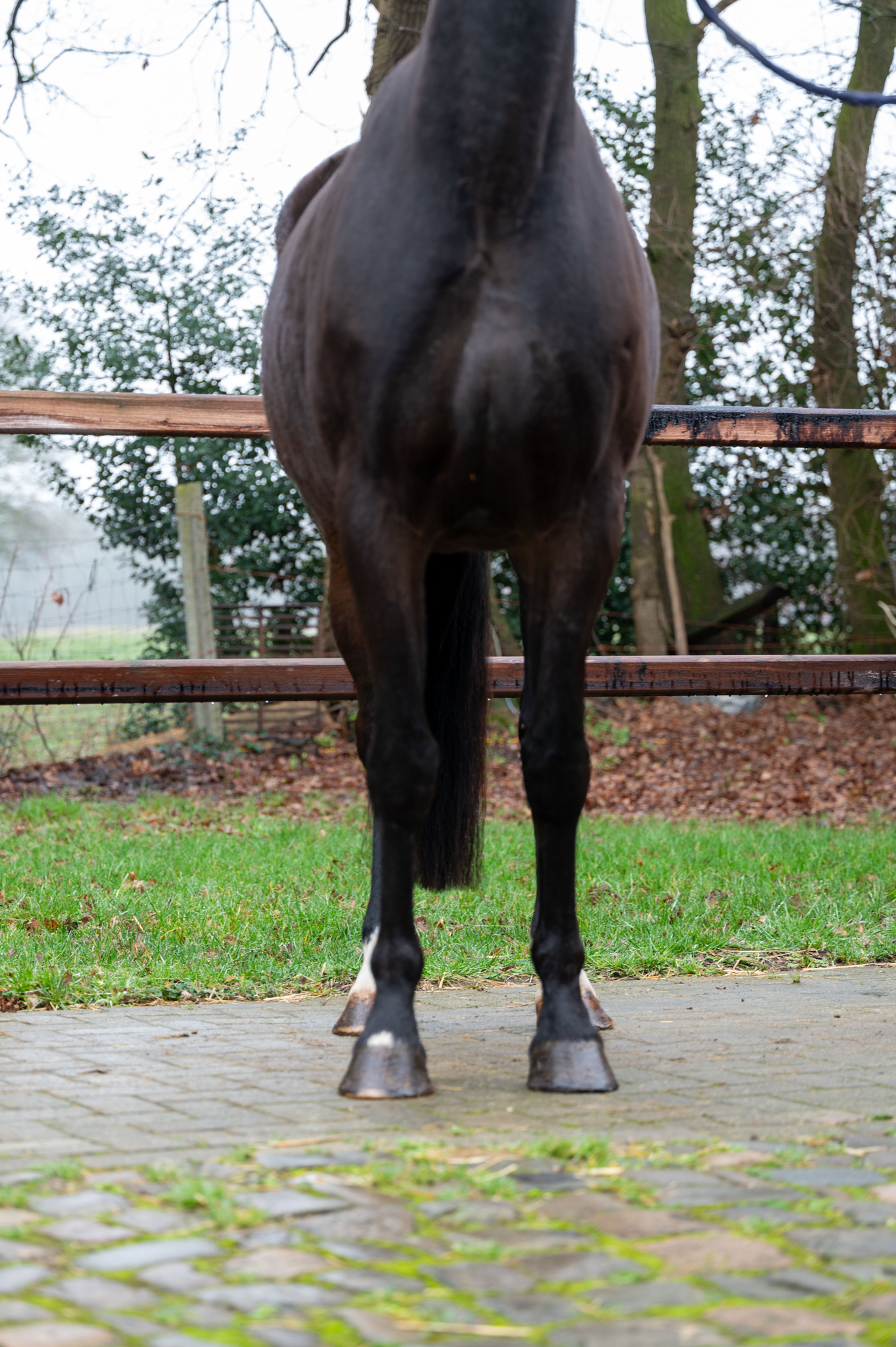 Feluna Cherry B (BOUDEWIJN x NESCIO) - Image 5