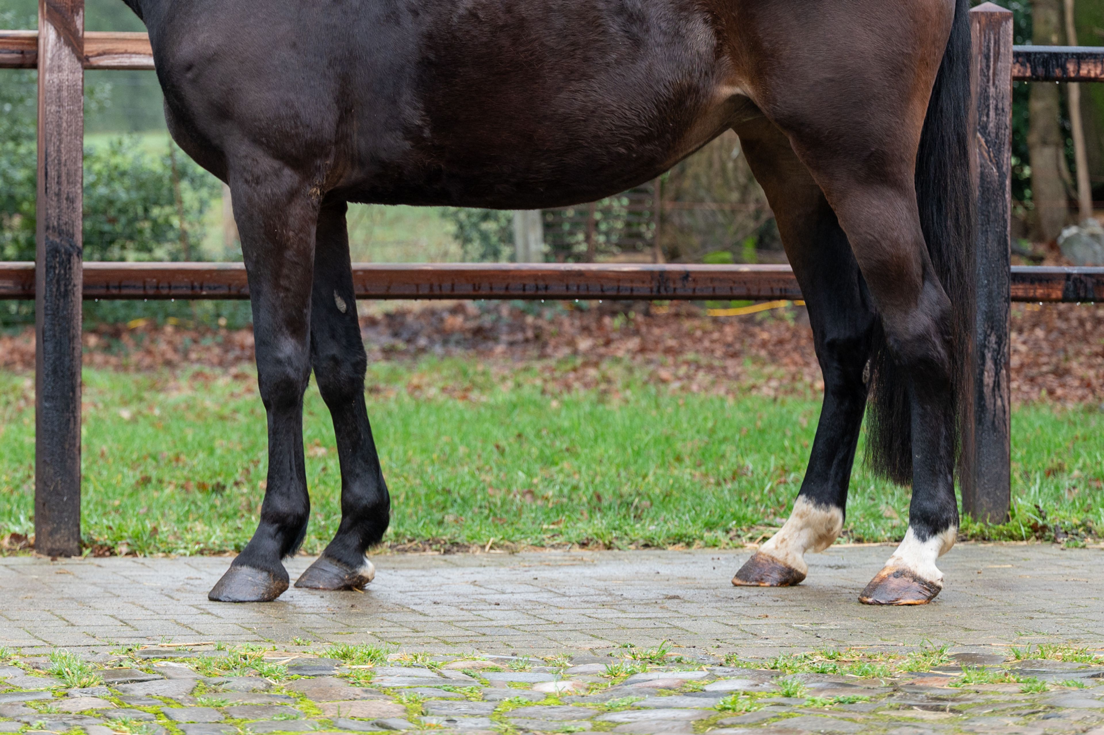 Feluna Cherry B (BOUDEWIJN x NESCIO) - Image 6
