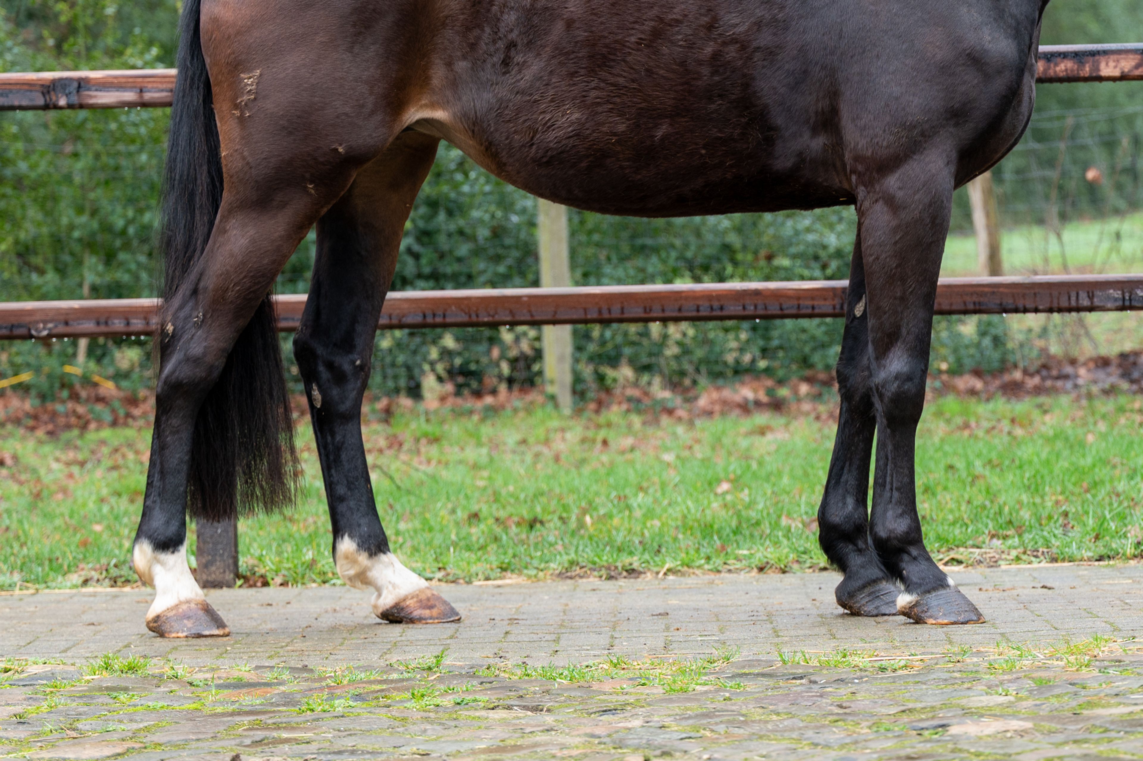 Feluna Cherry B (BOUDEWIJN x NESCIO) - Image 7