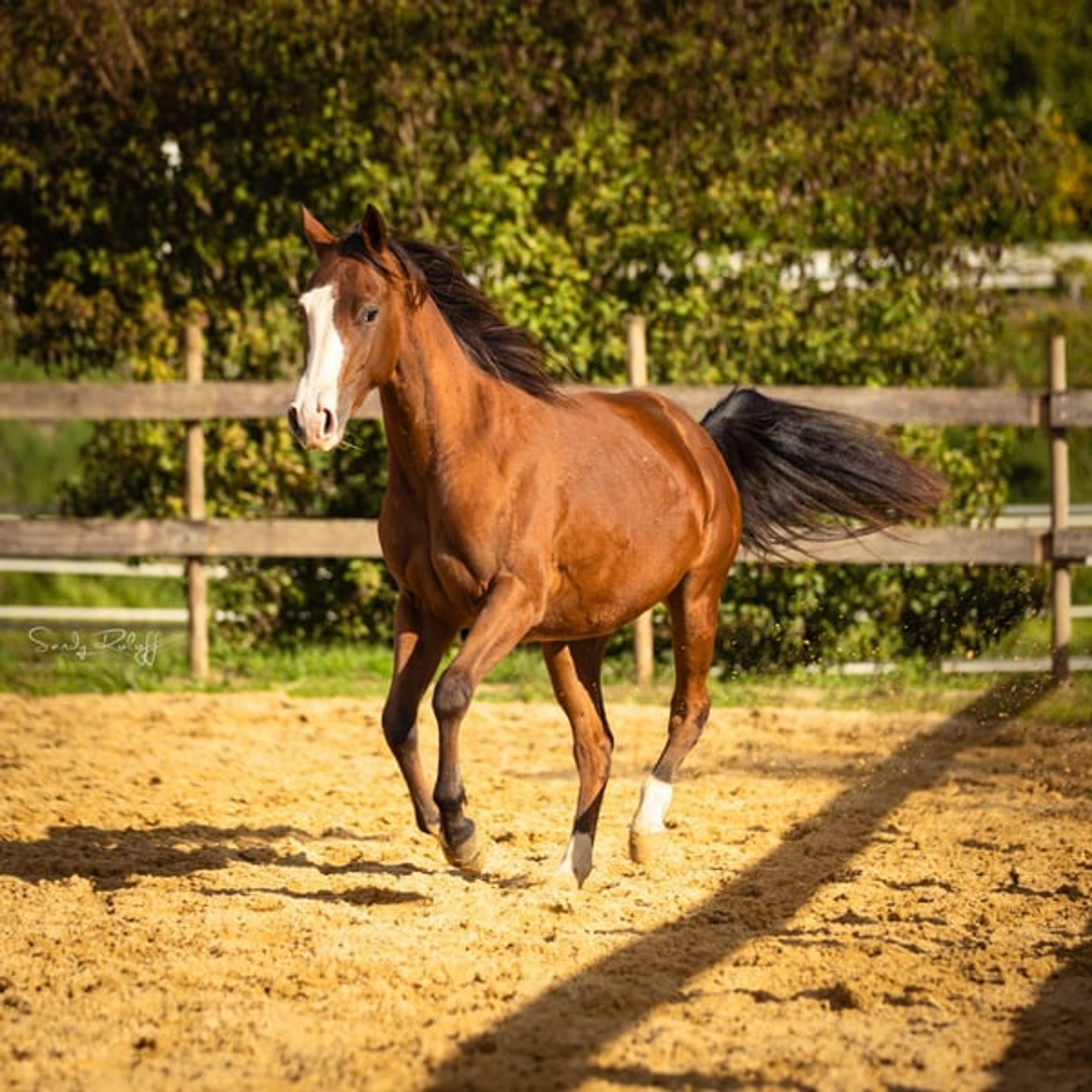 Reining meets Cutting!