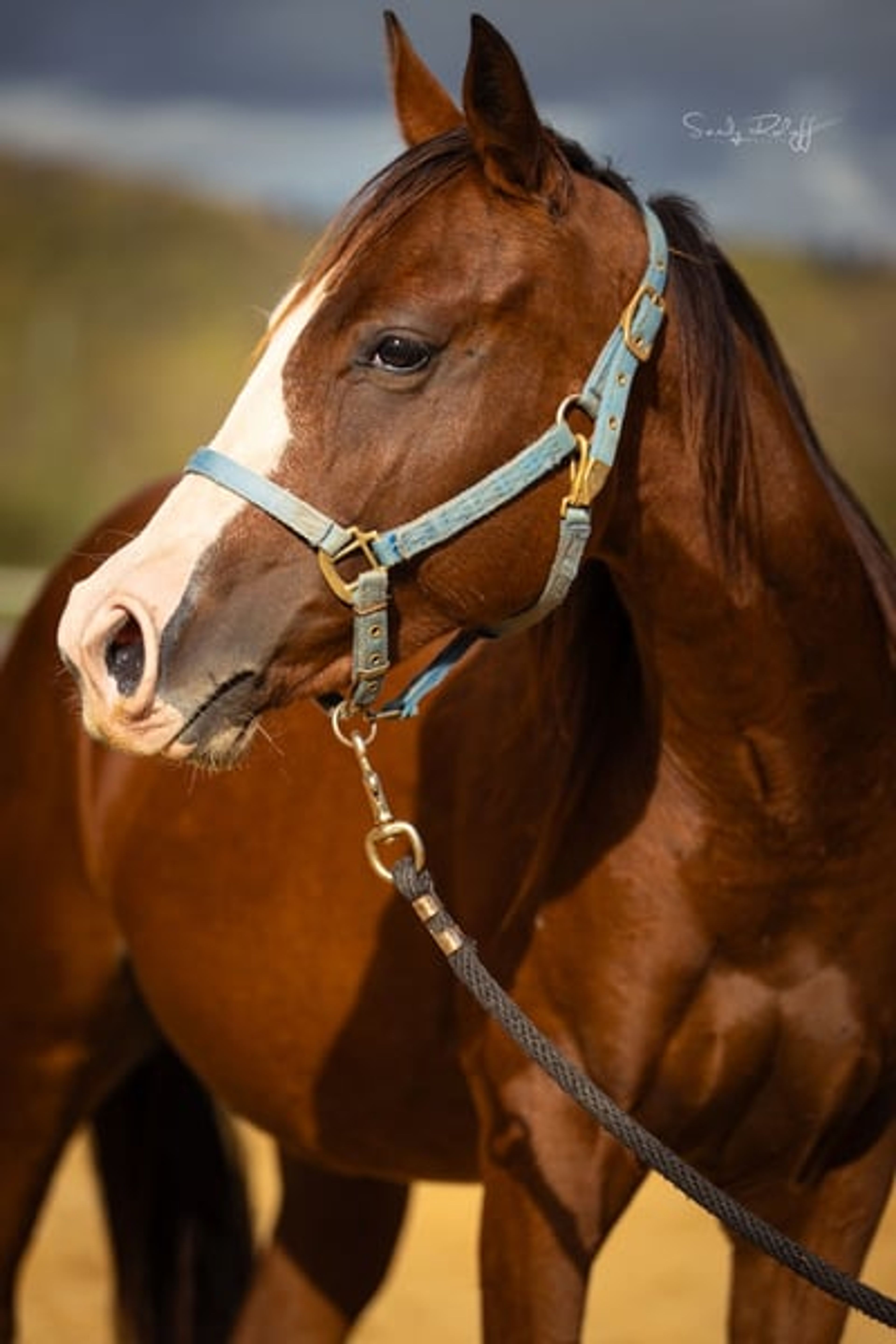 Reining meets Cutting! - Image 2