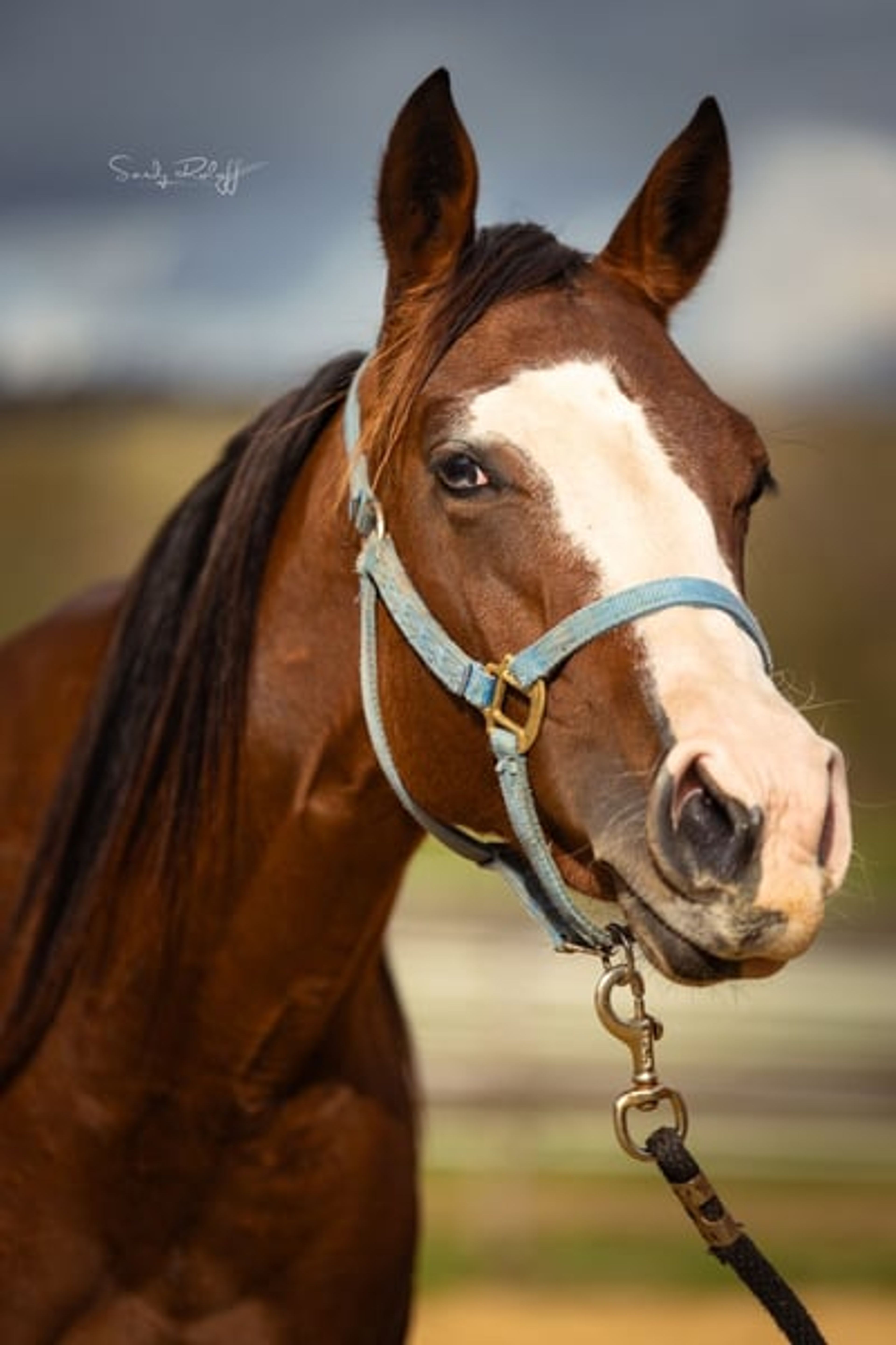 Reining meets Cutting! - Image 3