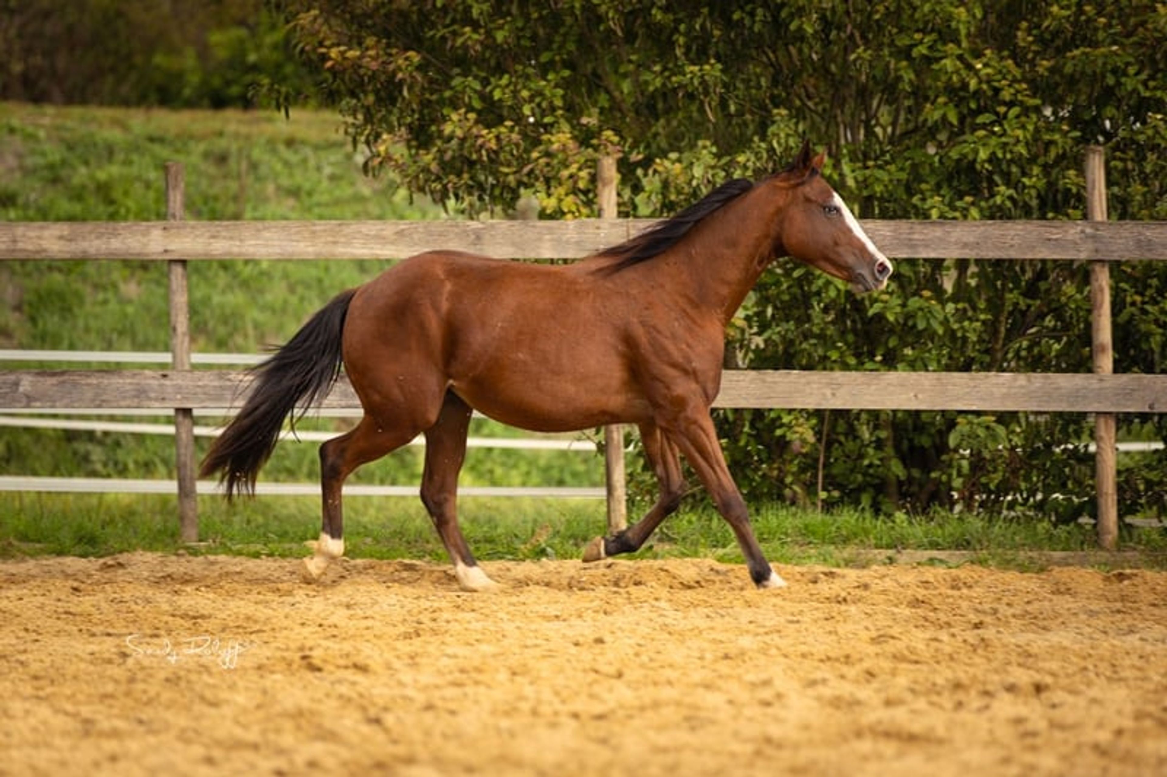 Reining meets Cutting! - Image 4