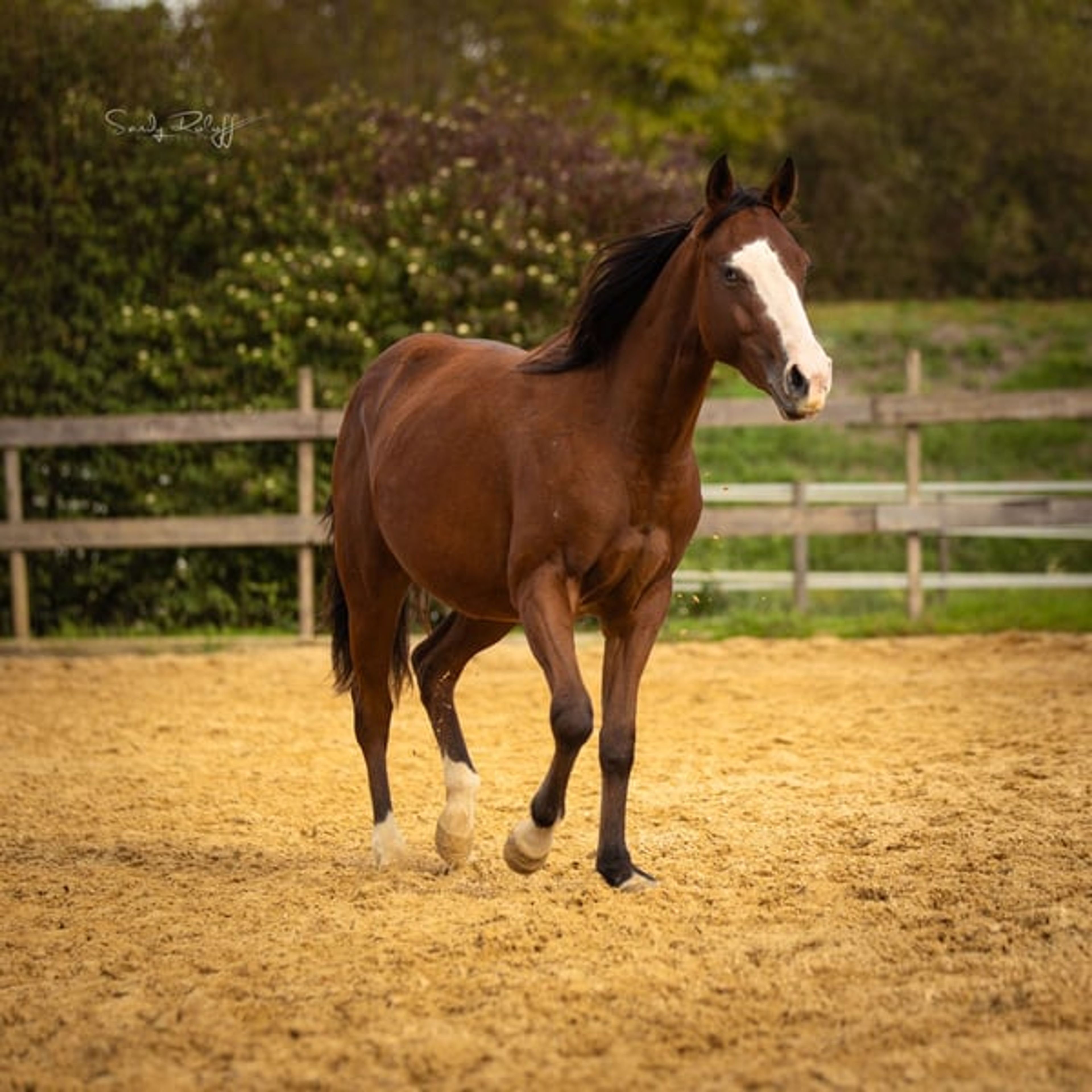 Reining meets Cutting! - Image 5
