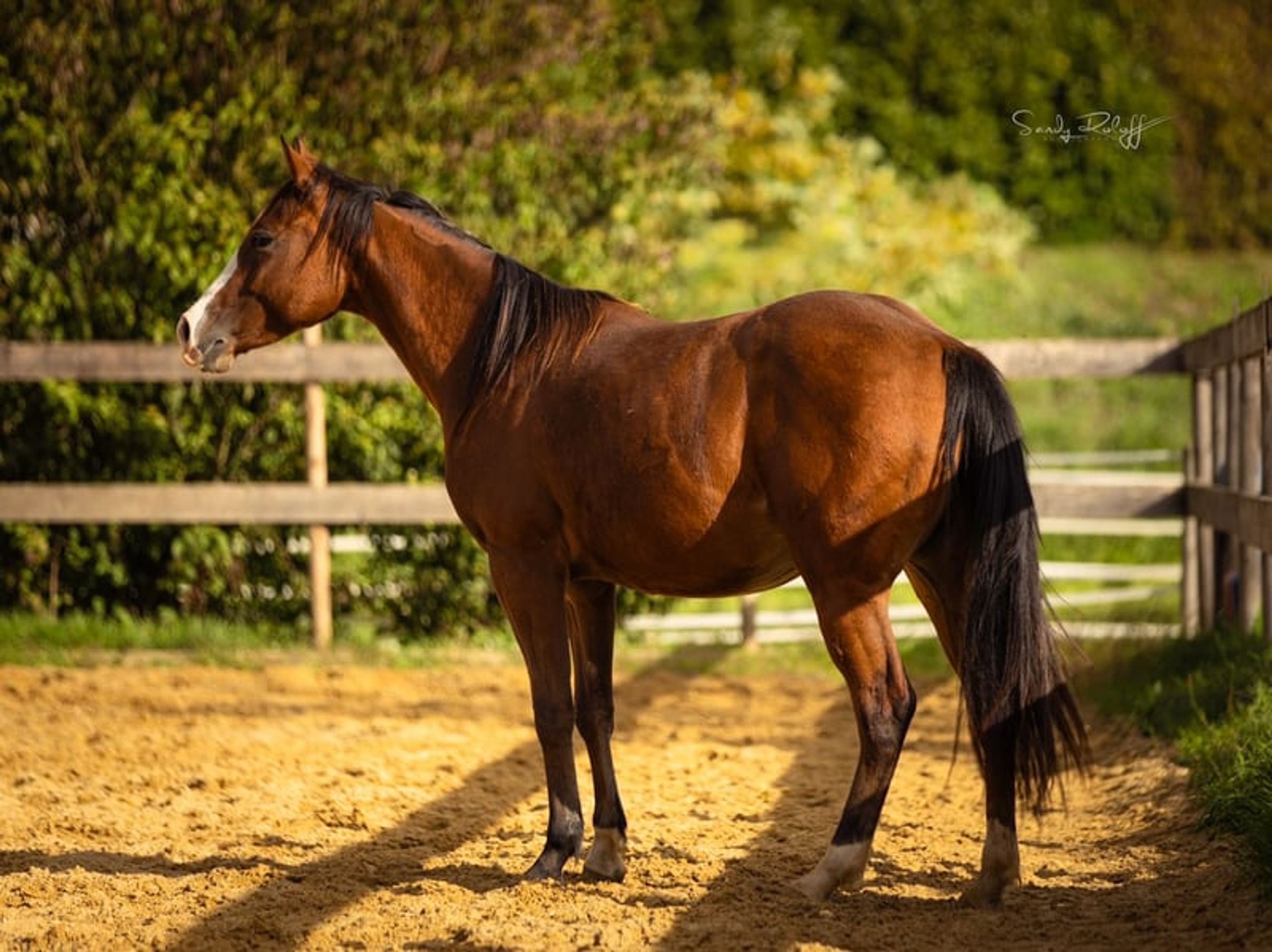 Reining meets Cutting! - Image 6