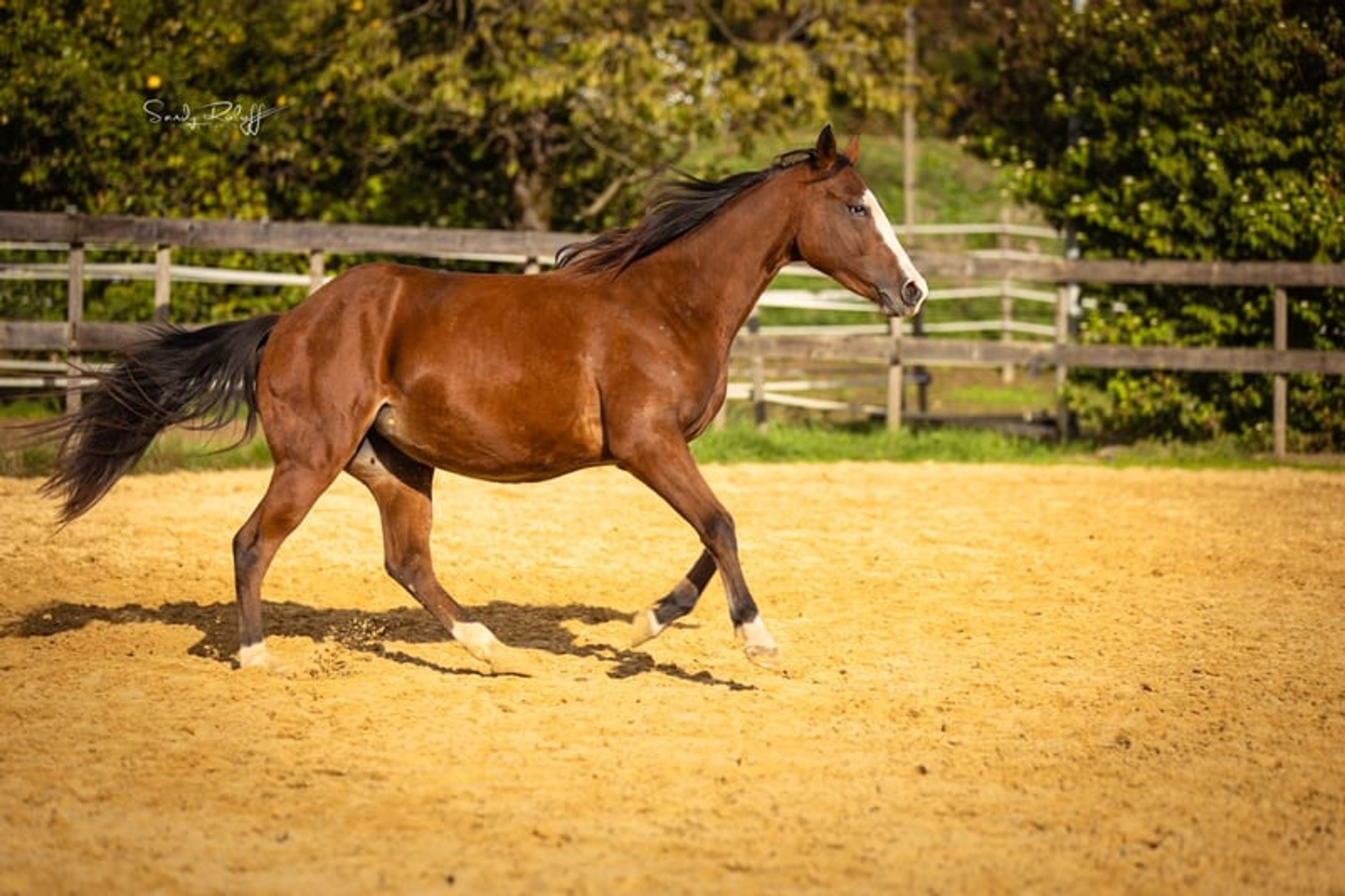 Reining meets Cutting! - Image 7