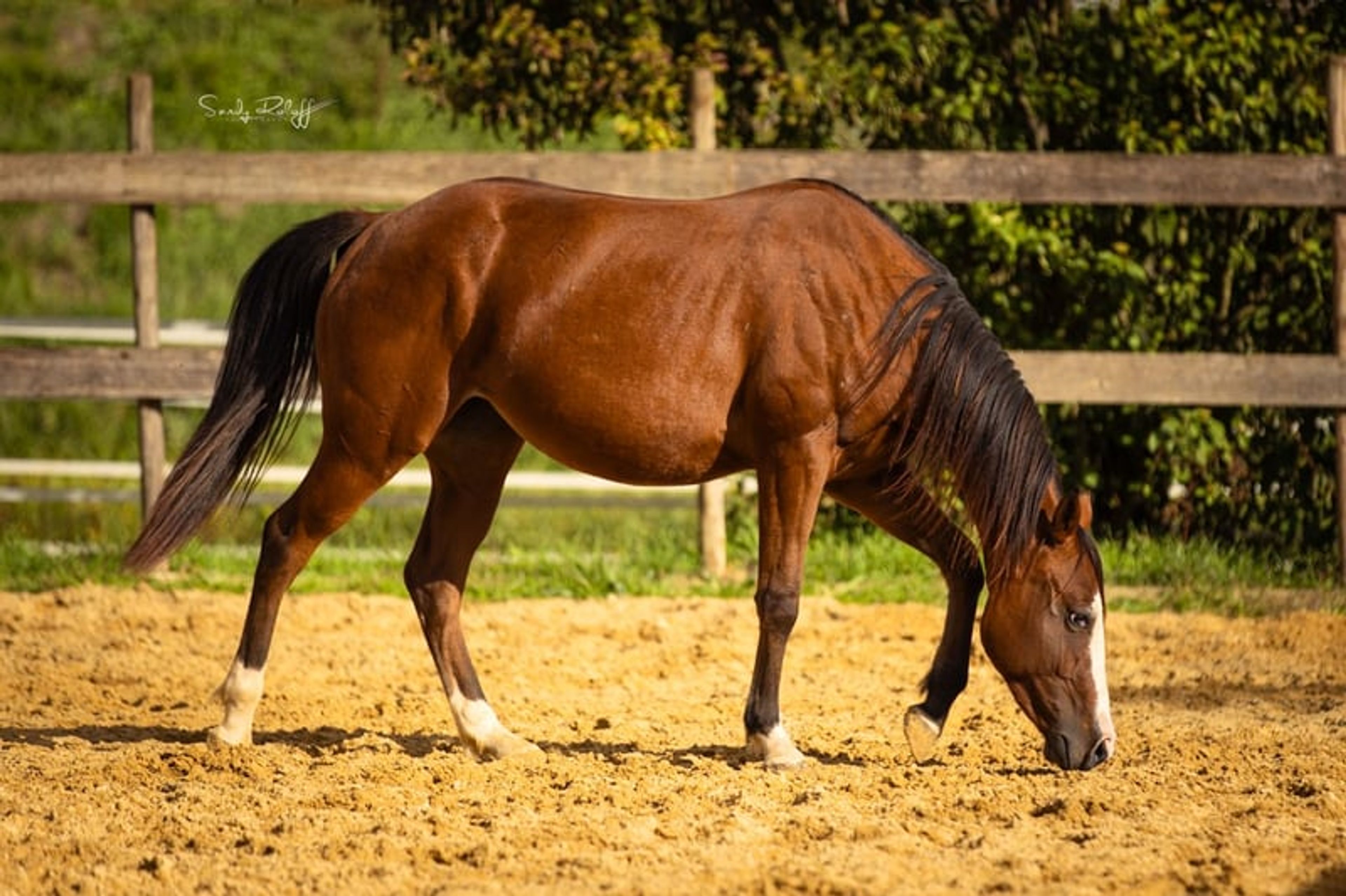 Reining meets Cutting! - Image 8