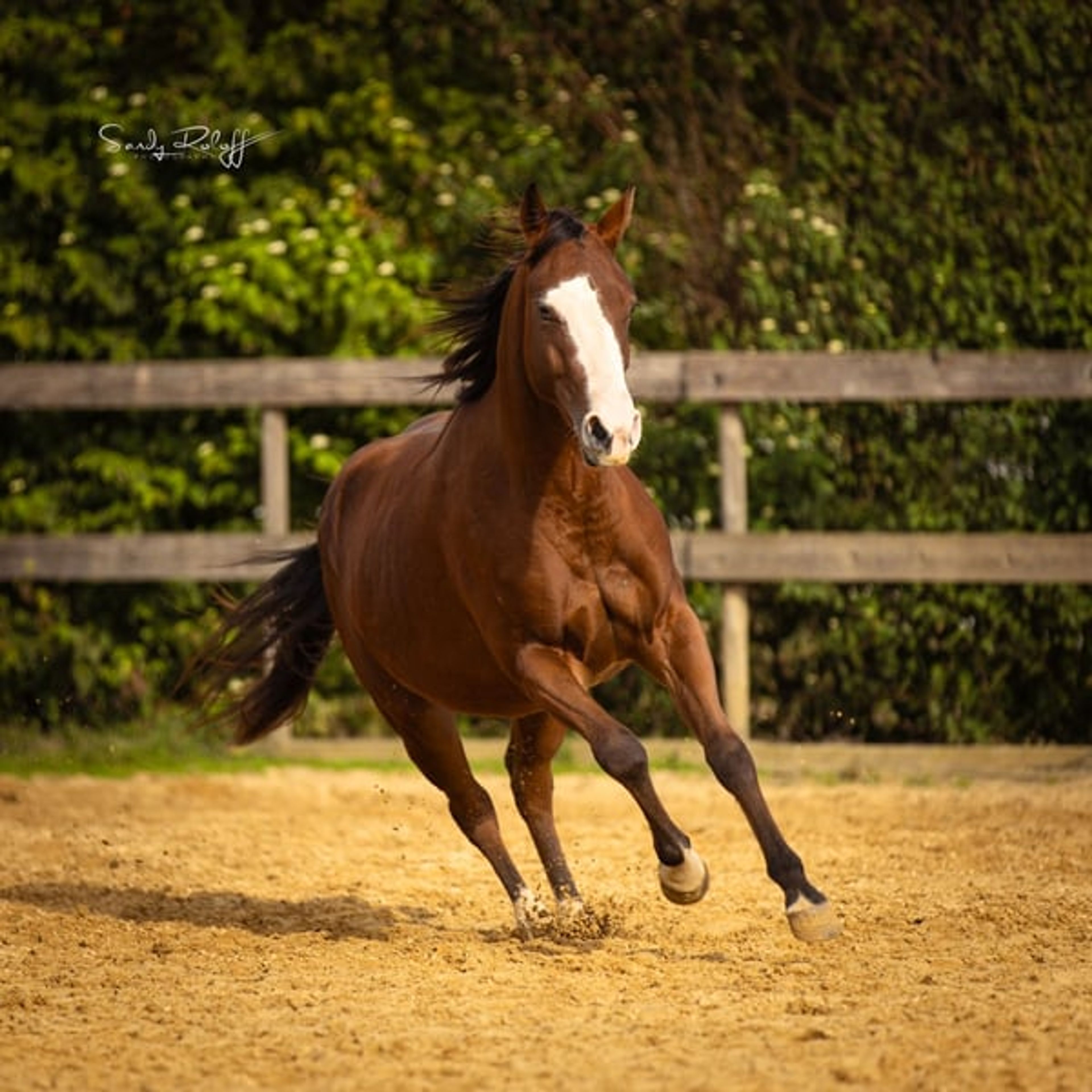 Reining meets Cutting! - Image 9
