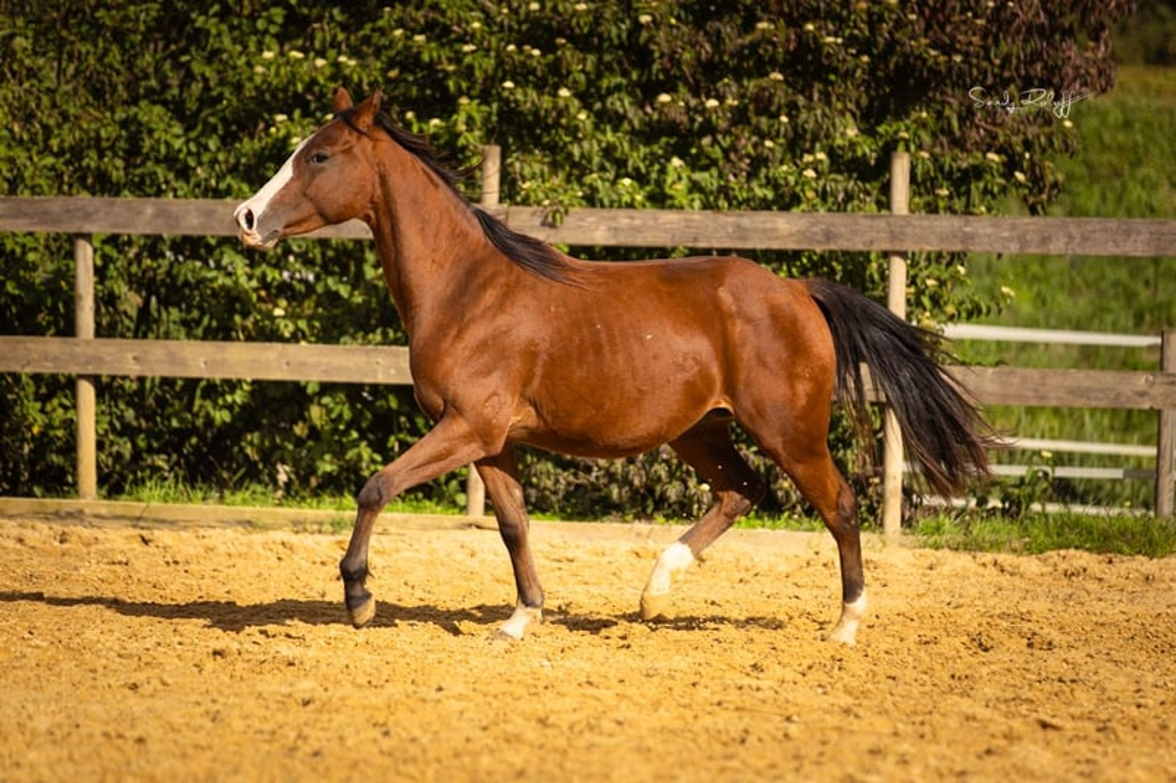 Reining meets Cutting! - Image 10