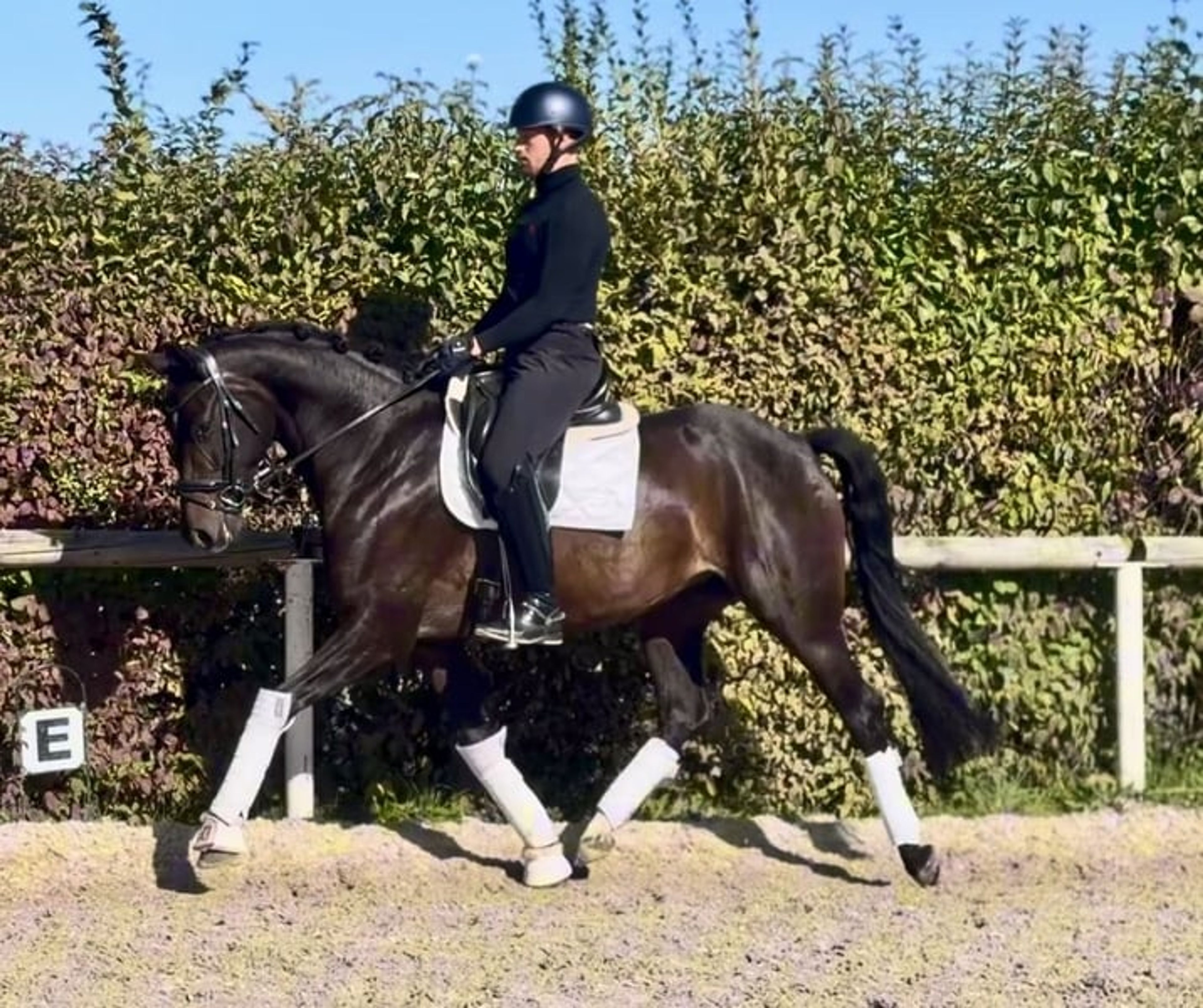 Beautiful, rideable dark bay Oldenburg mare, dressage horse