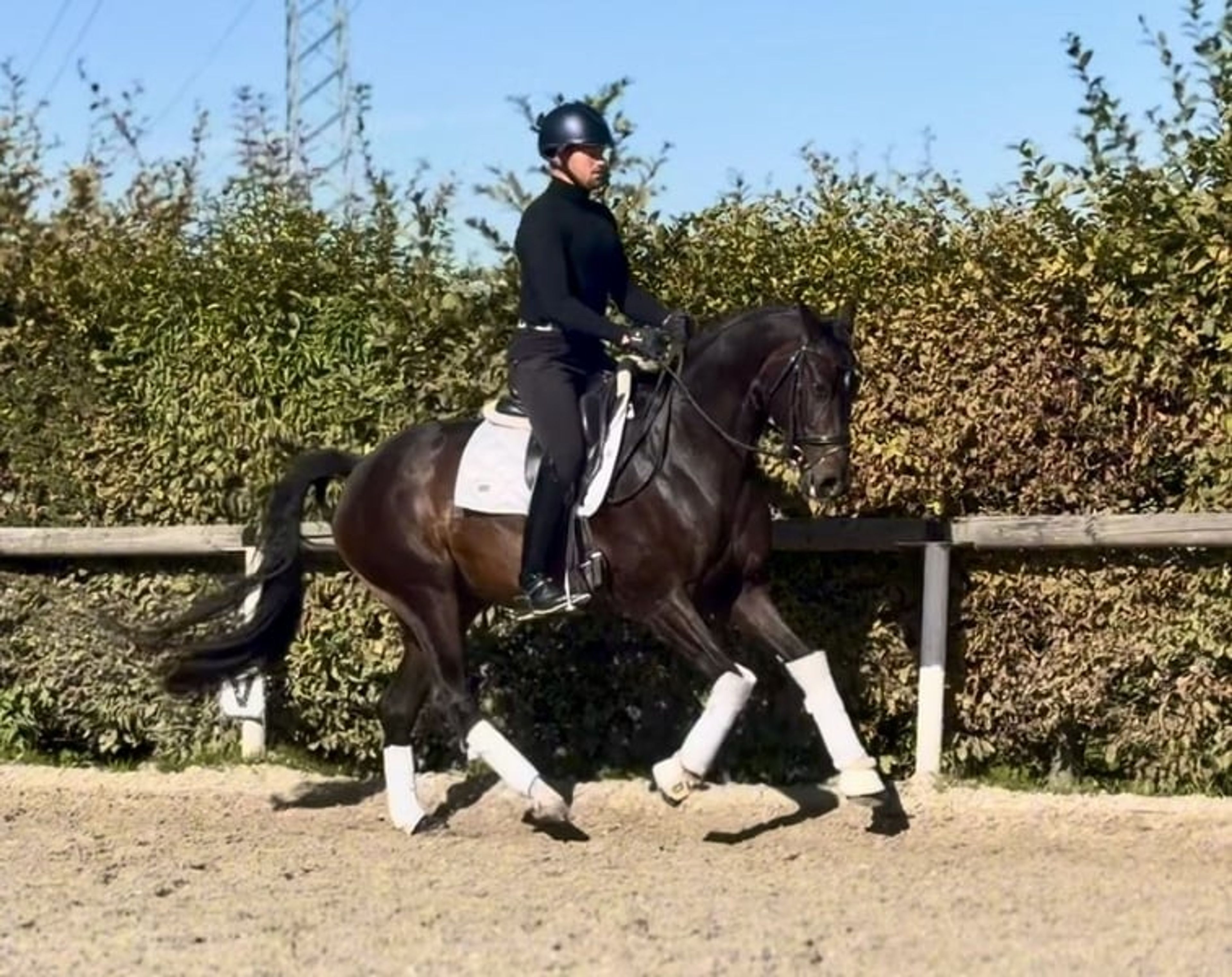 Beautiful, rideable dark bay Oldenburg mare, dressage horse - Image 2