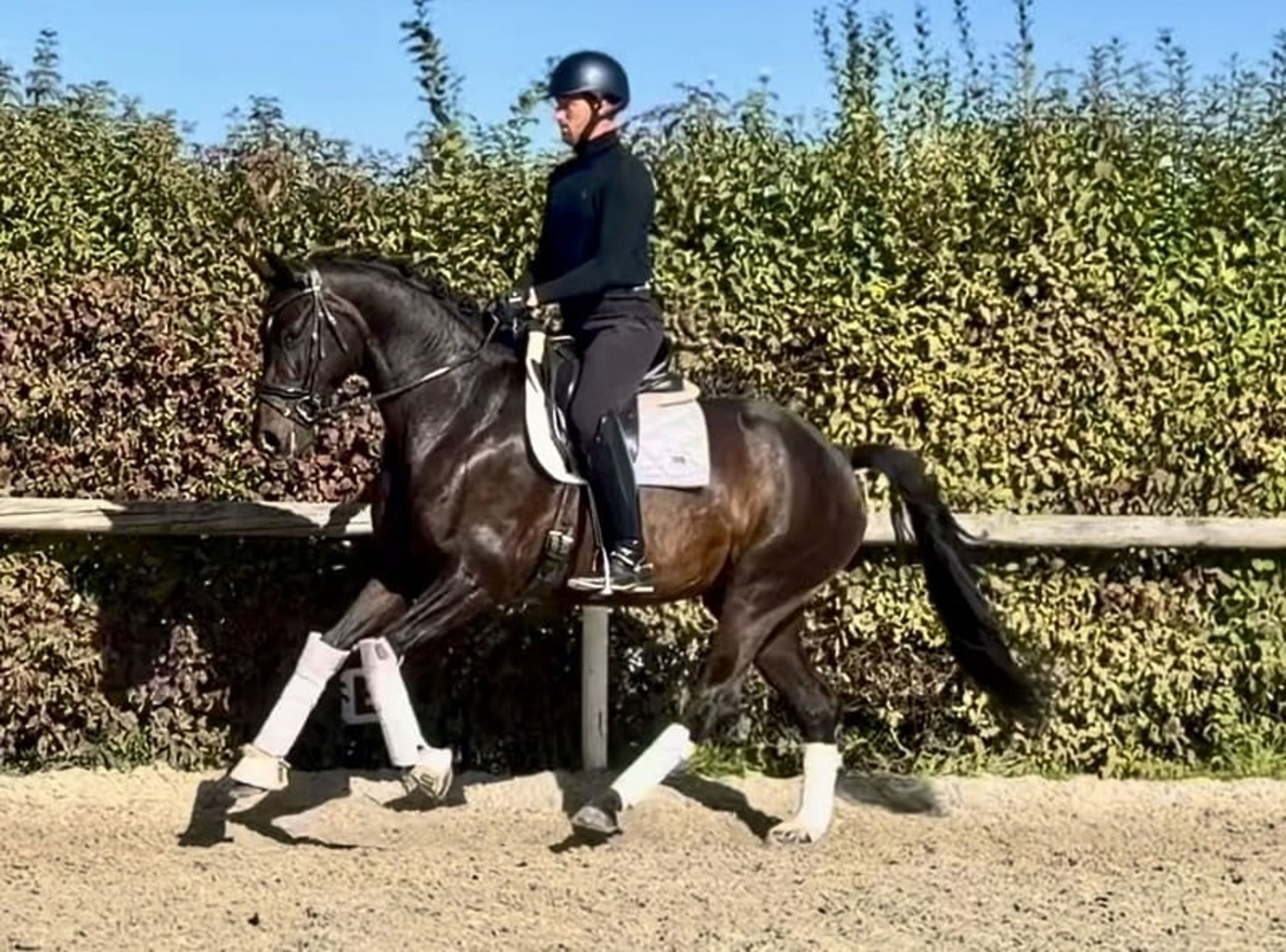 Beautiful, rideable dark bay Oldenburg mare, dressage horse - Image 3