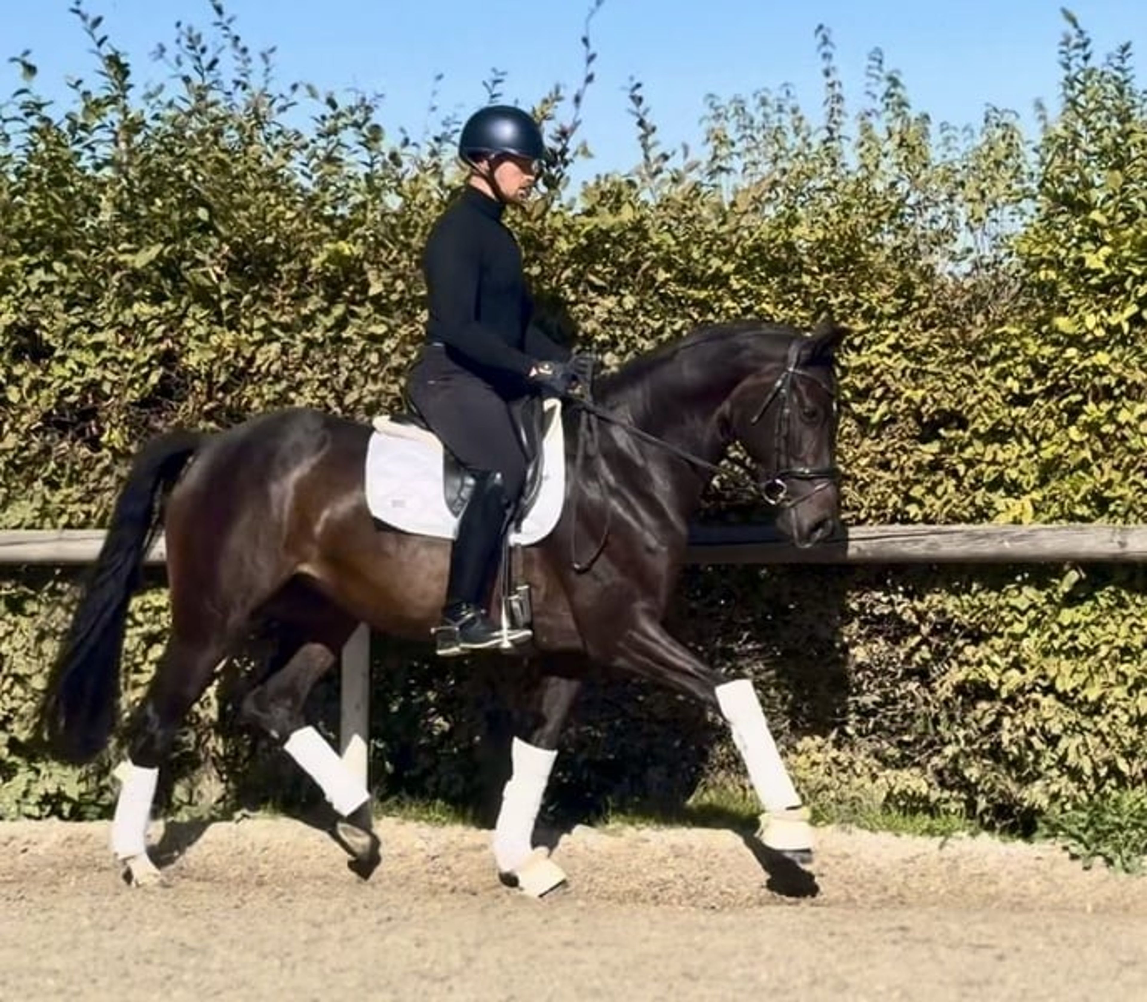 Beautiful, rideable dark bay Oldenburg mare, dressage horse - Image 4