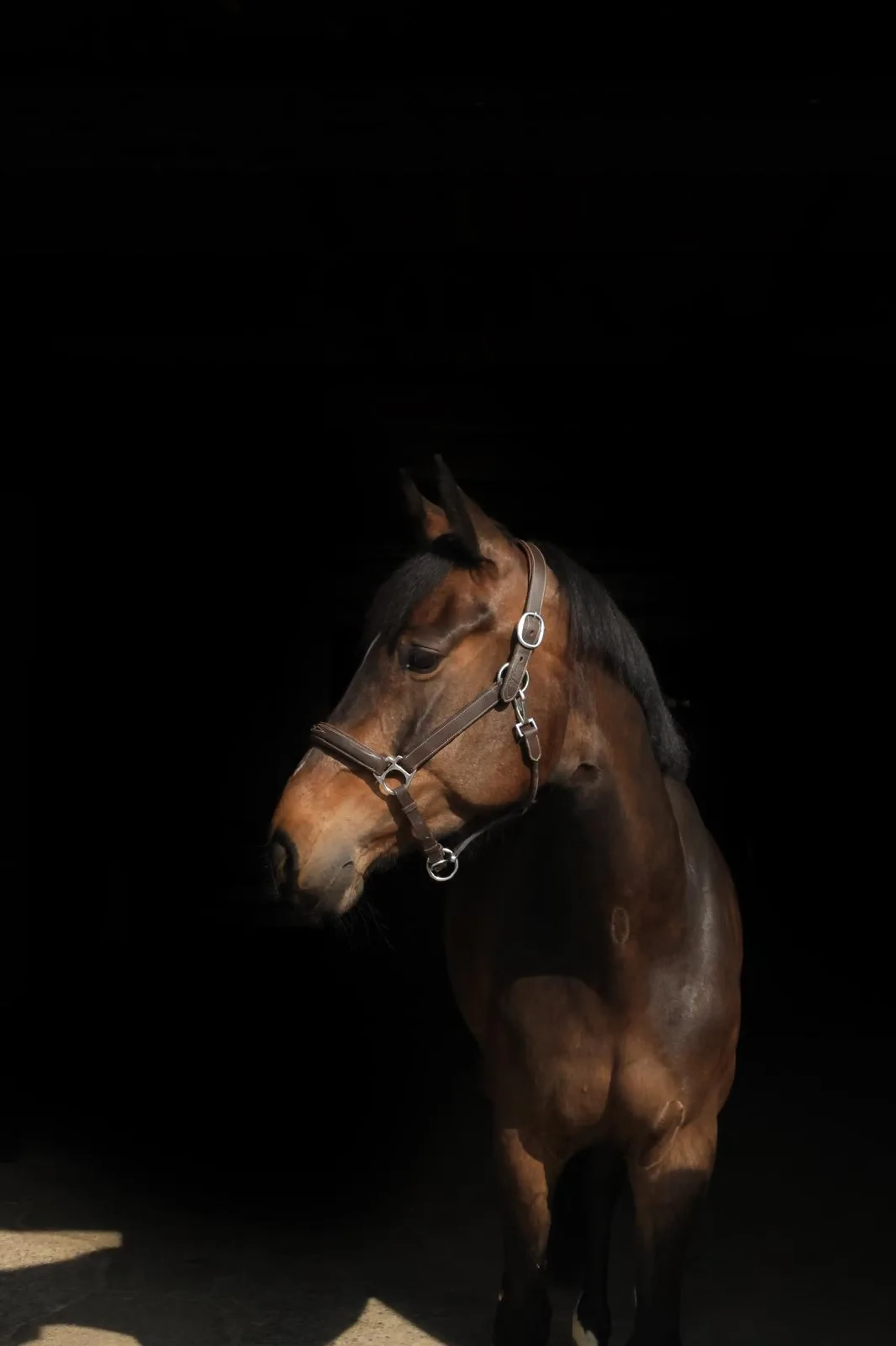 Trust me Van Den Heuvel - Image 3