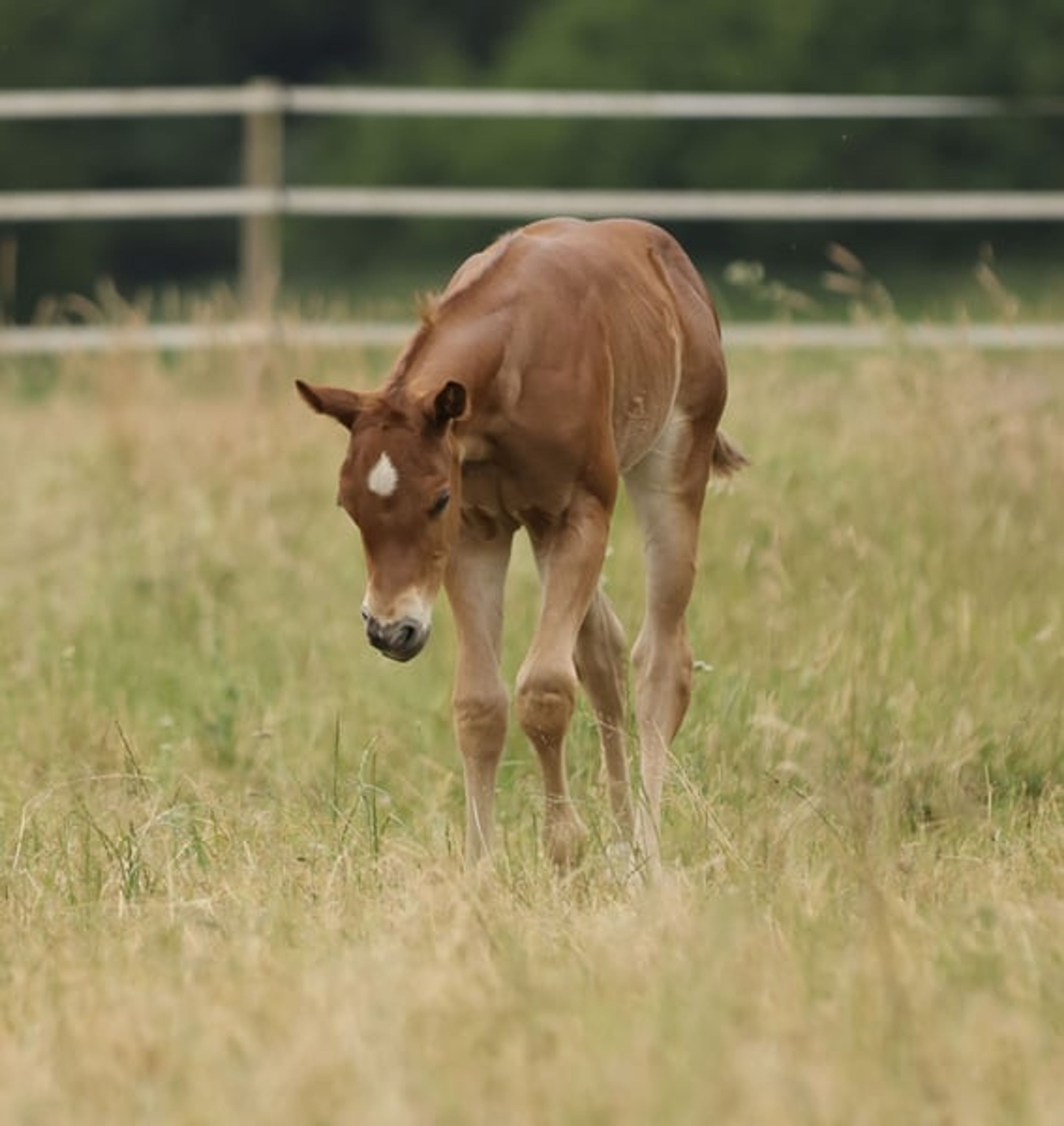 Quarter Horse filly with excellent pedigree