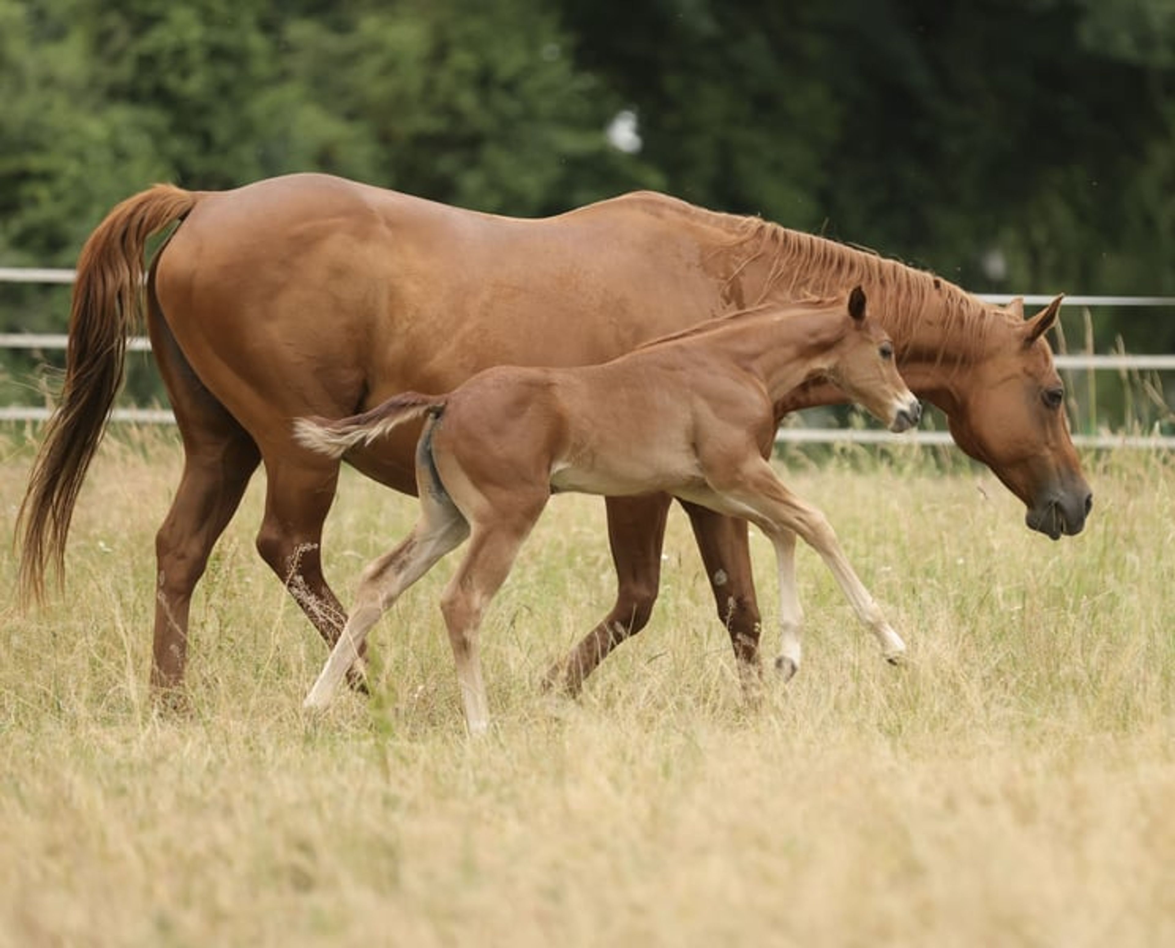 Quarter Horse filly with excellent pedigree - Image 2
