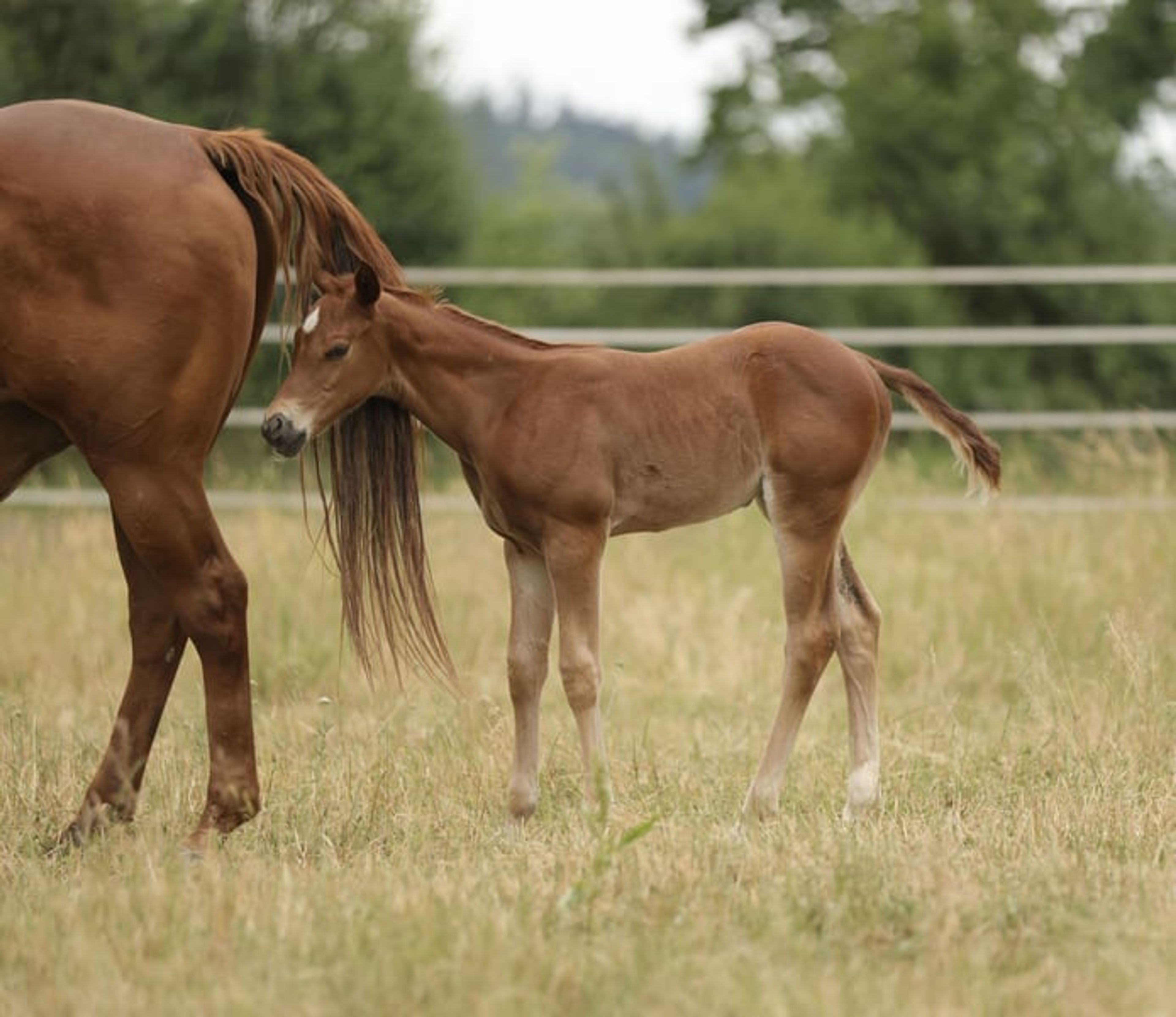 Quarter Horse filly with excellent pedigree - Image 3
