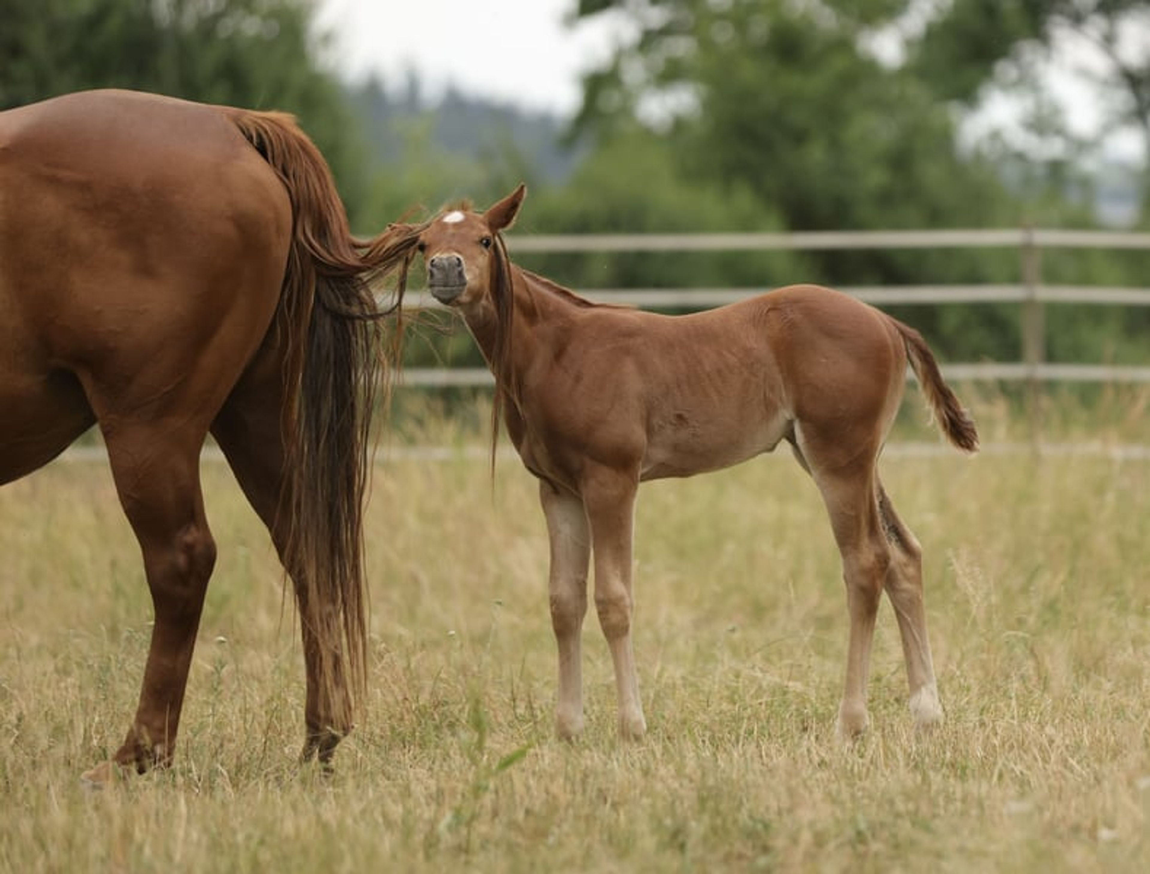 Quarter Horse filly with excellent pedigree - Image 4