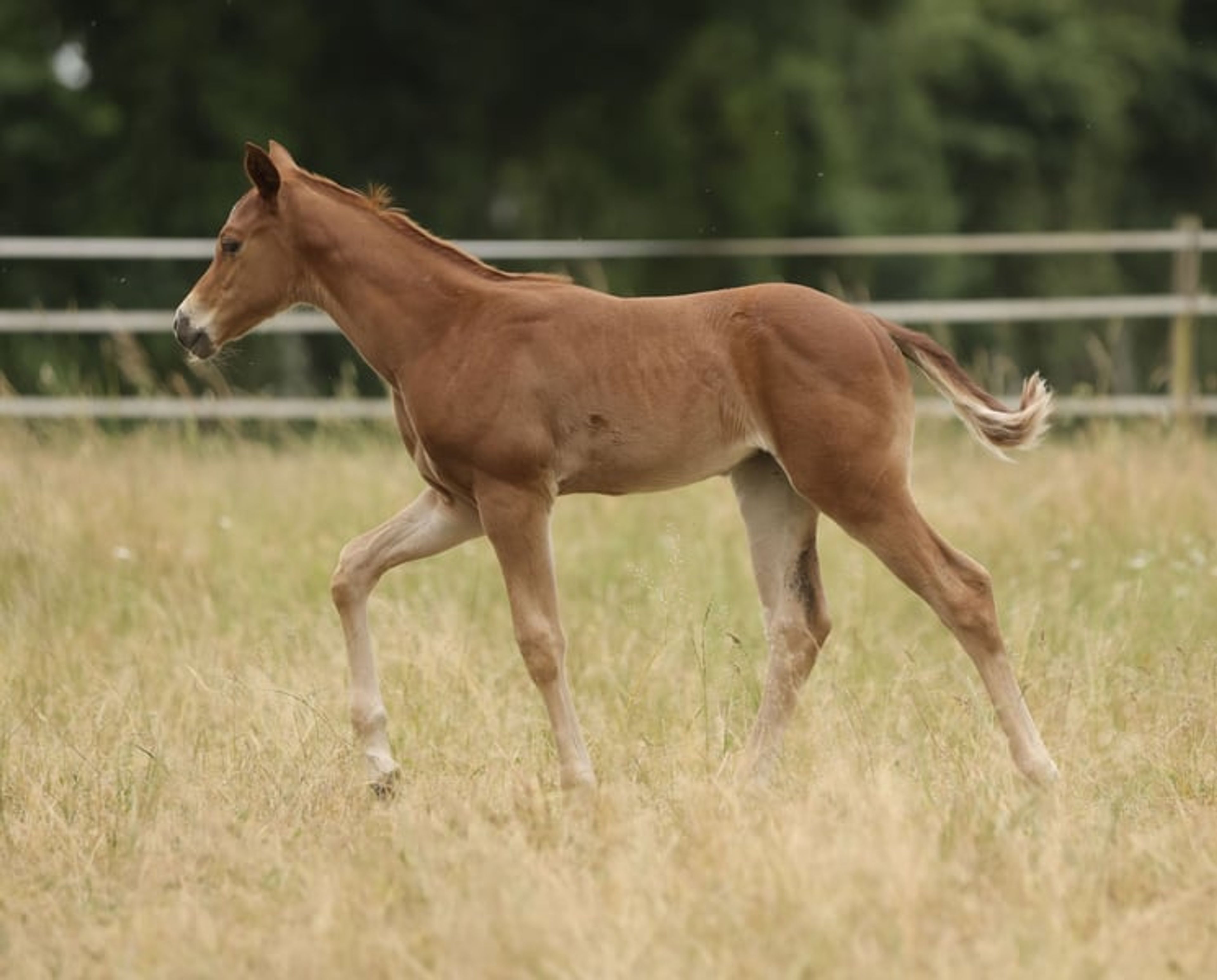 Quarter Horse filly with excellent pedigree - Image 5