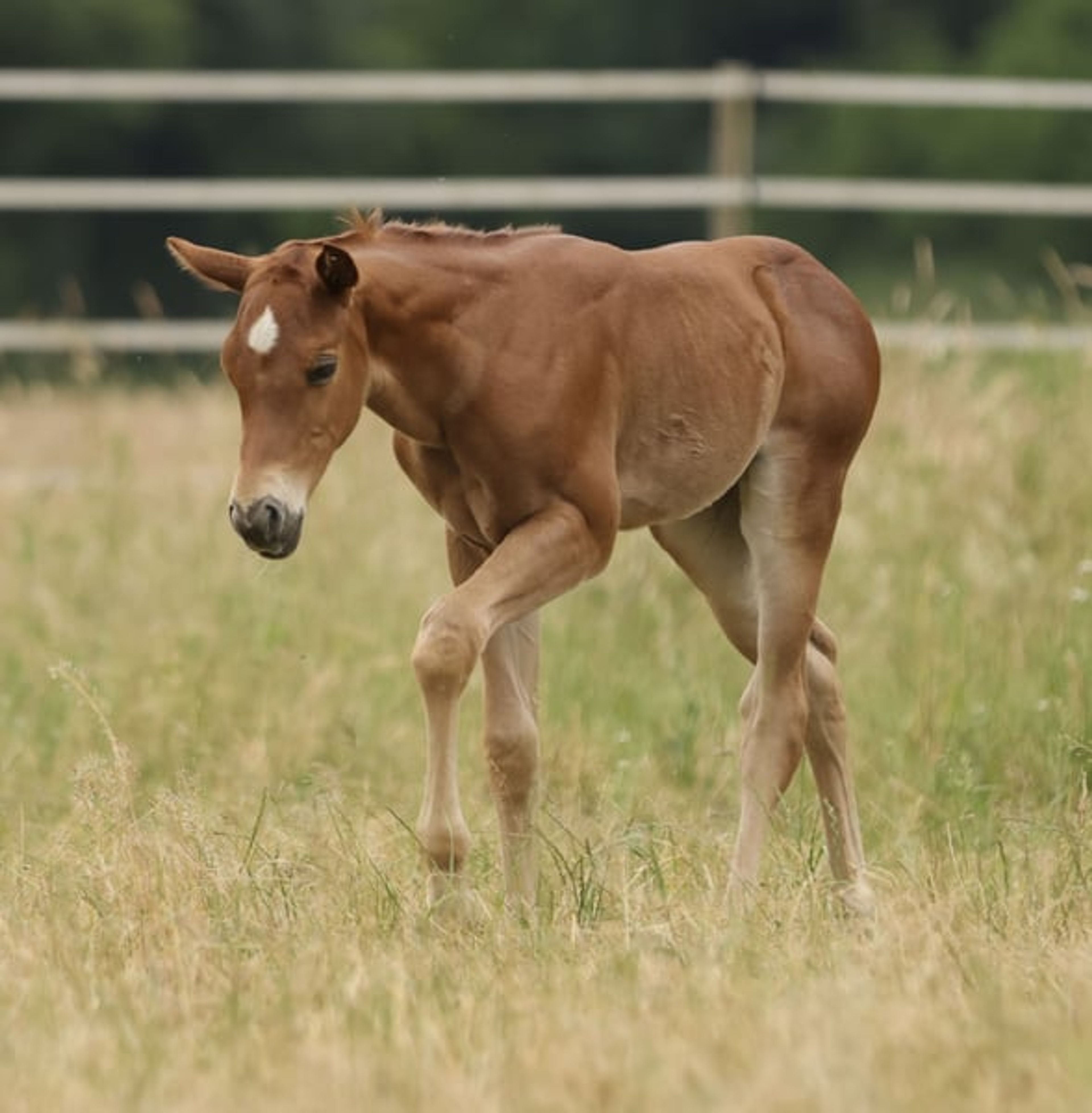 Quarter Horse filly with excellent pedigree - Image 6