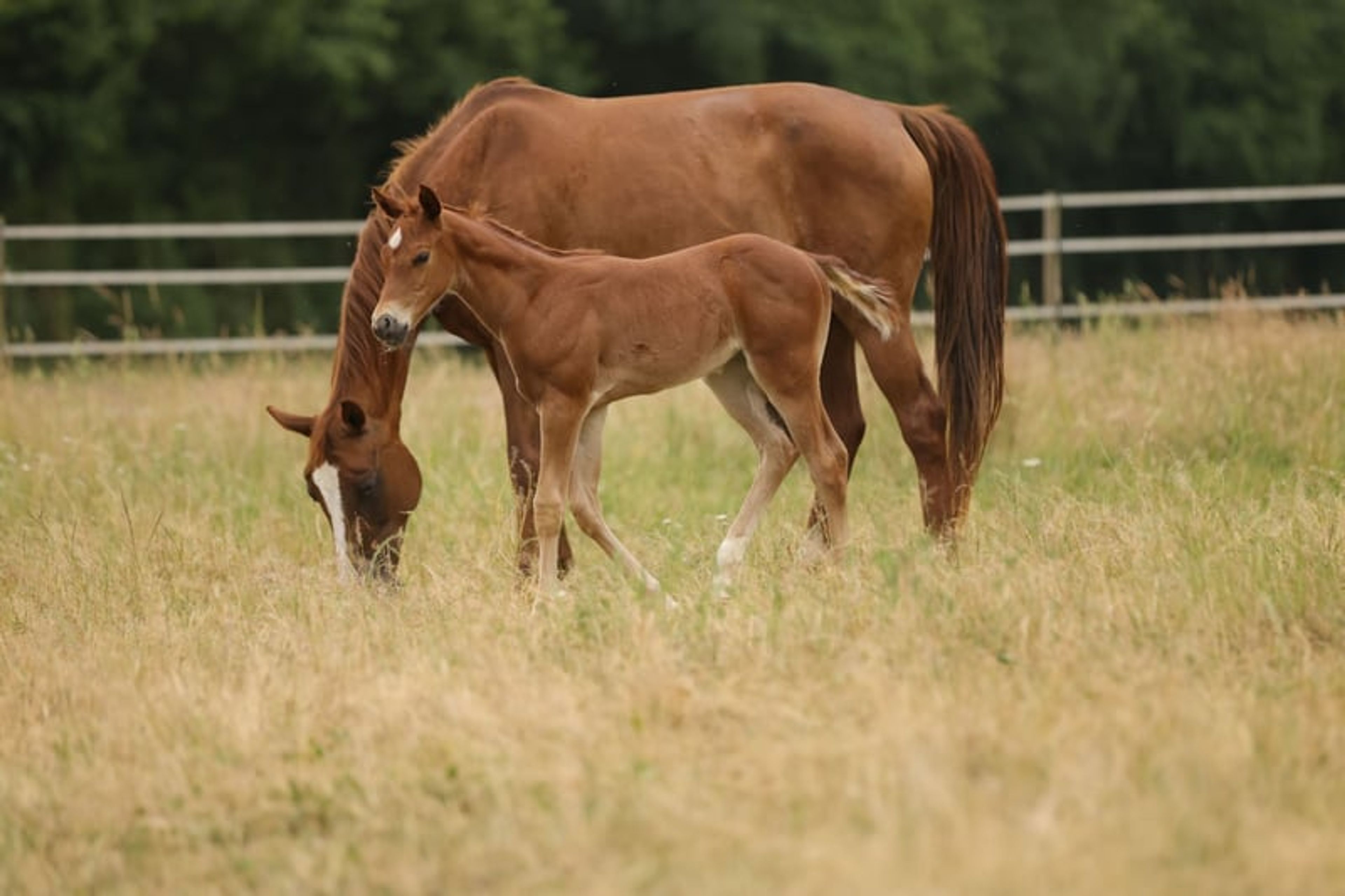 Quarter Horse filly with excellent pedigree - Image 7
