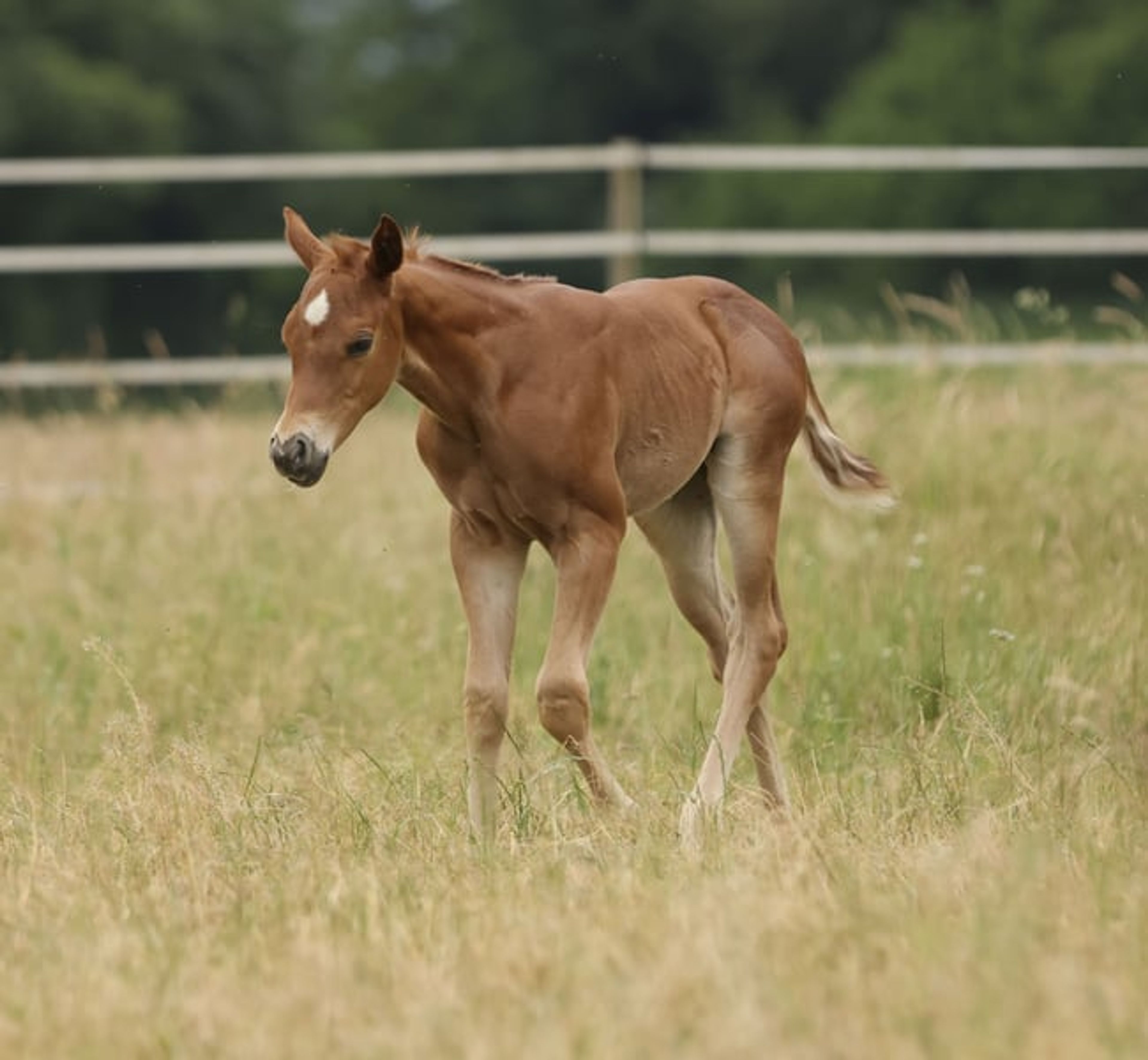 Quarter Horse filly with excellent pedigree - Image 8
