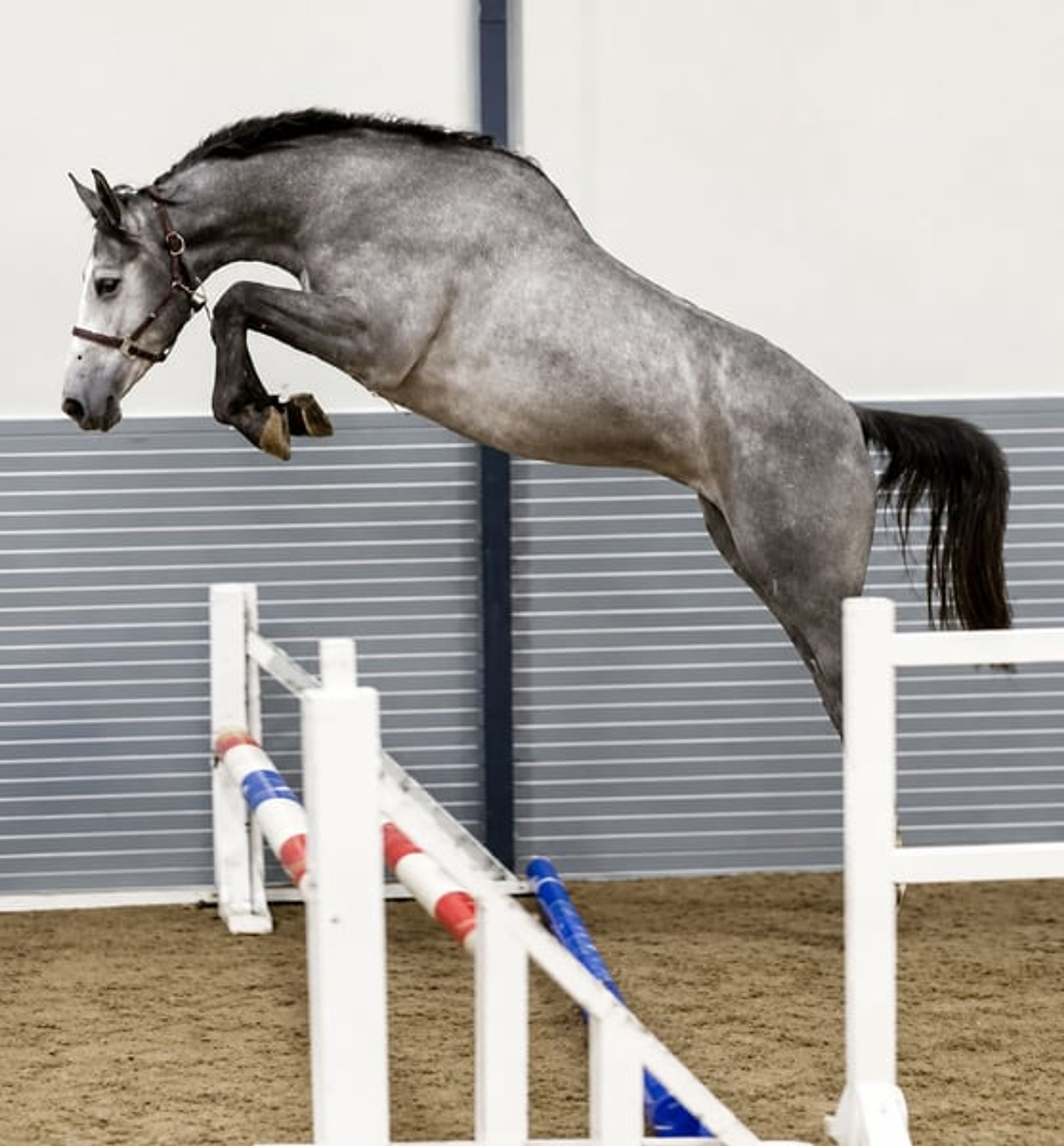 Top young show jumping horse!