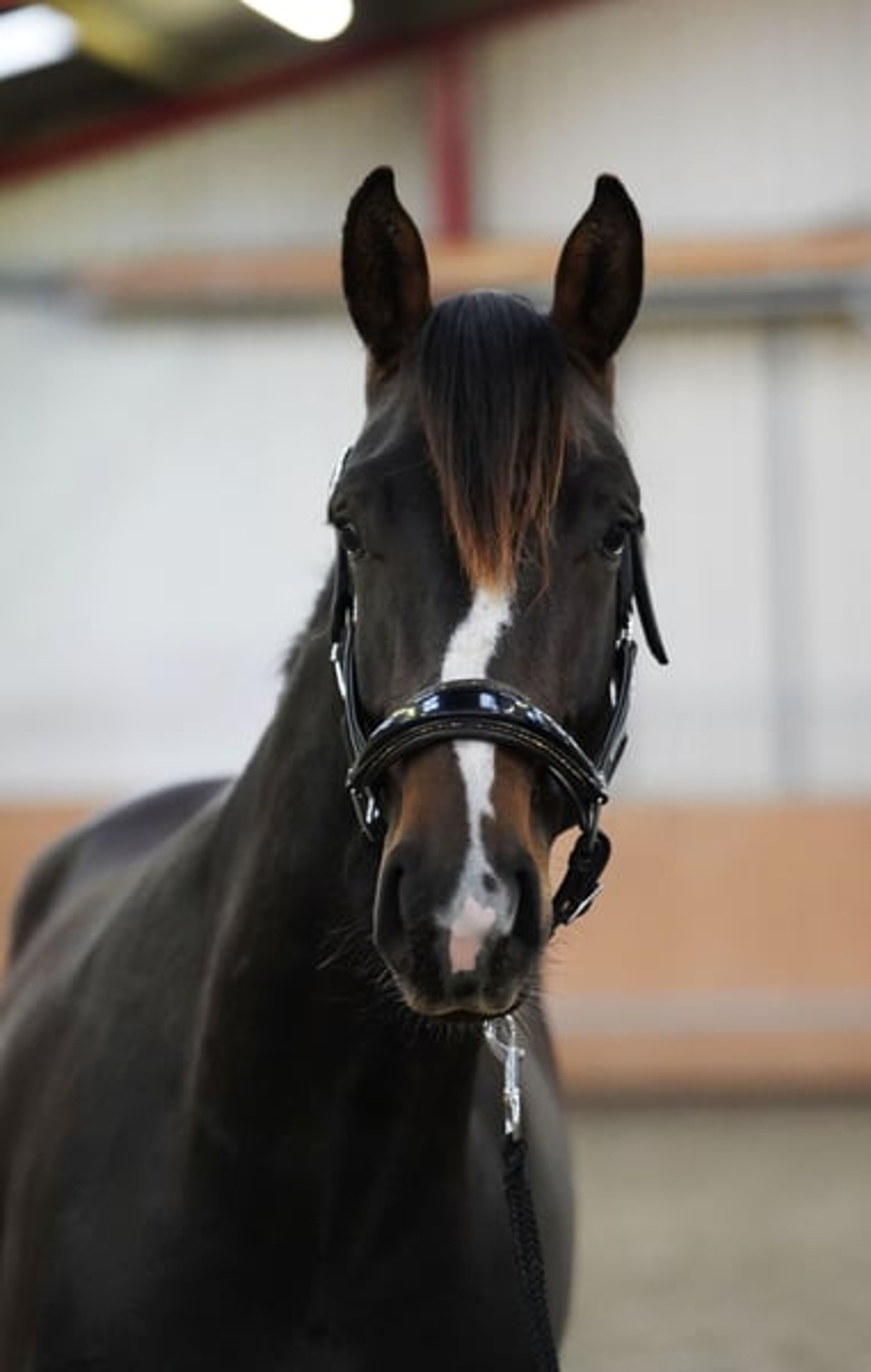 Typey gelding by Escolar