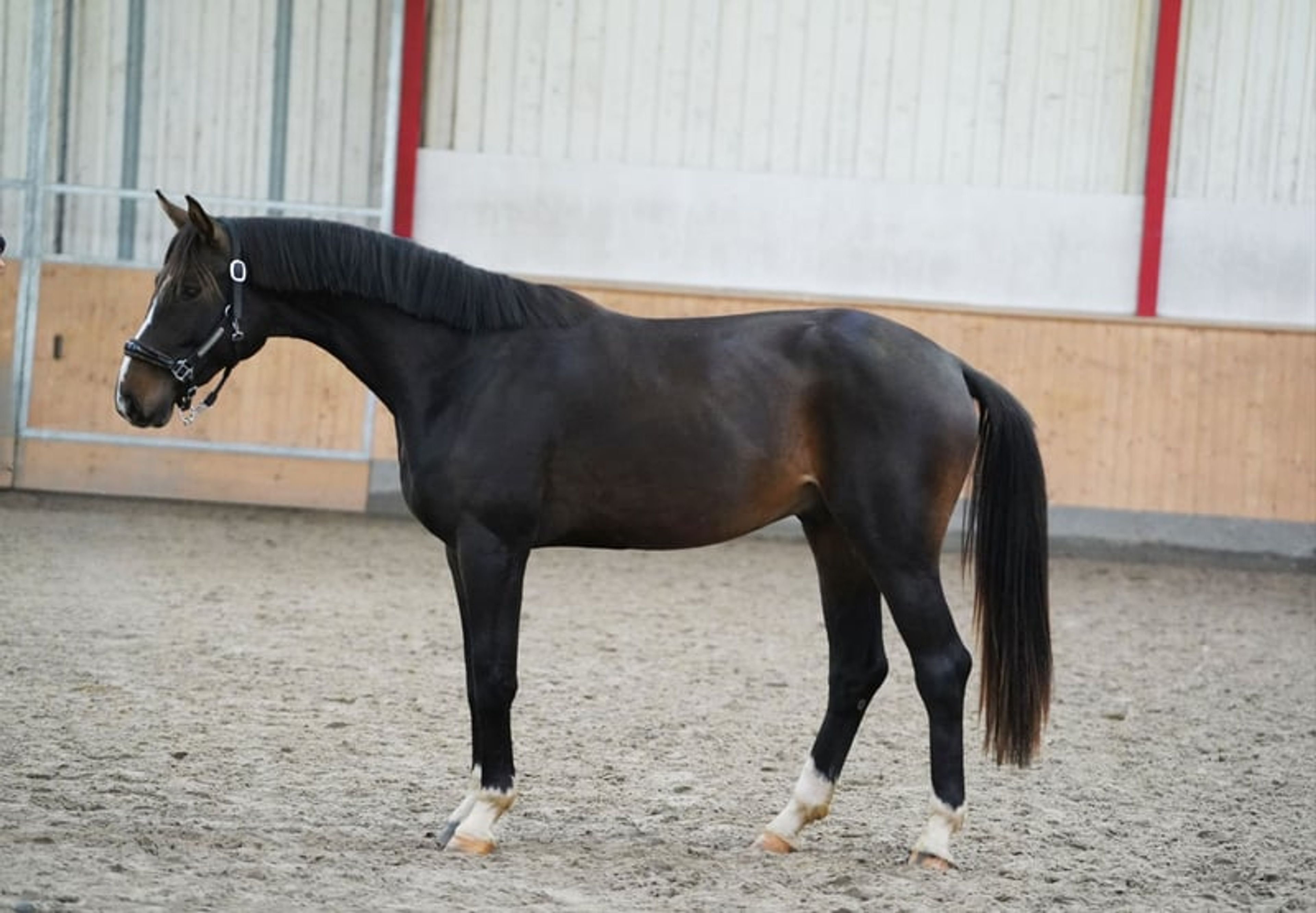 Typey gelding by Escolar - Image 2