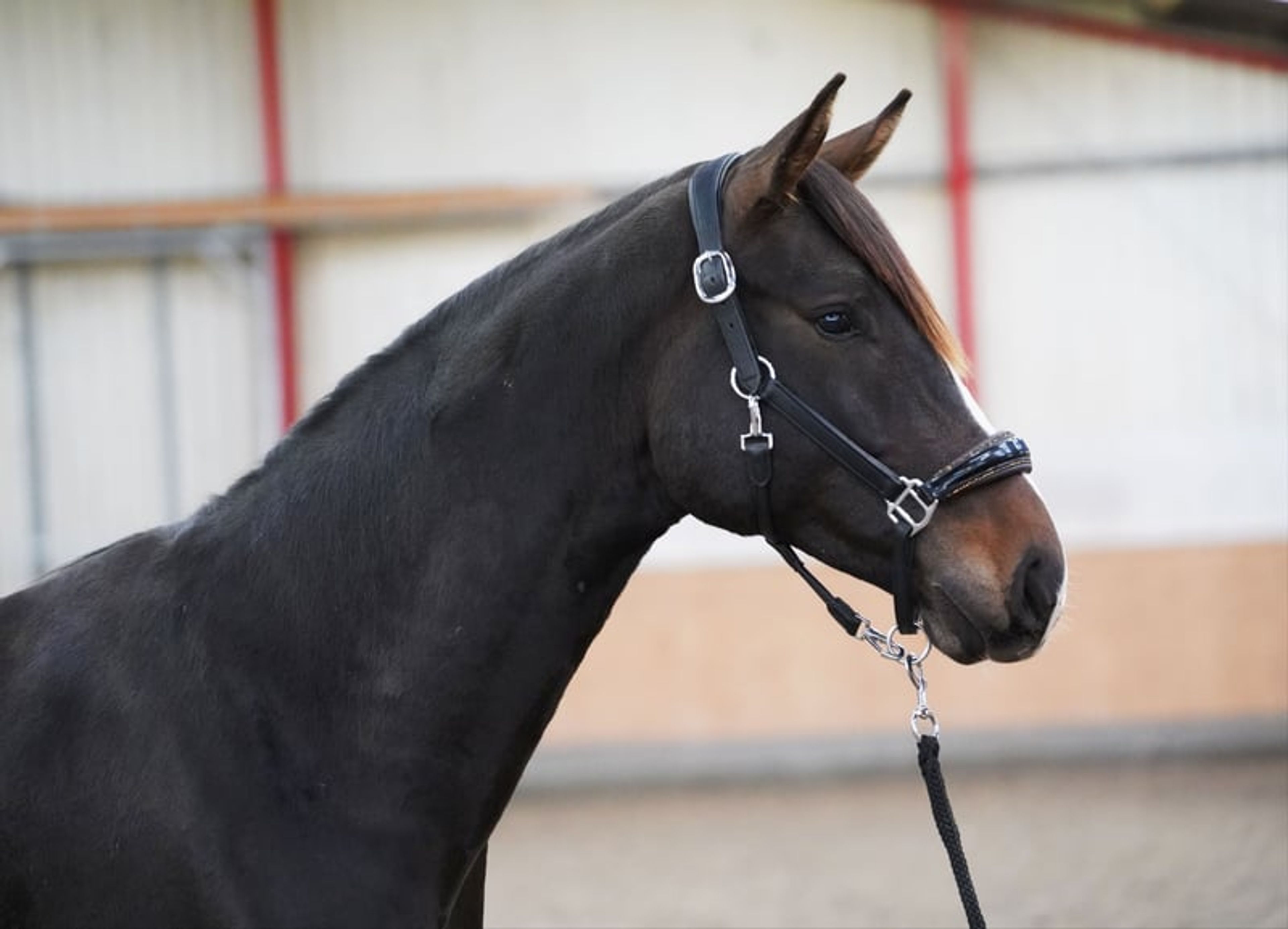 Typey gelding by Escolar - Image 3