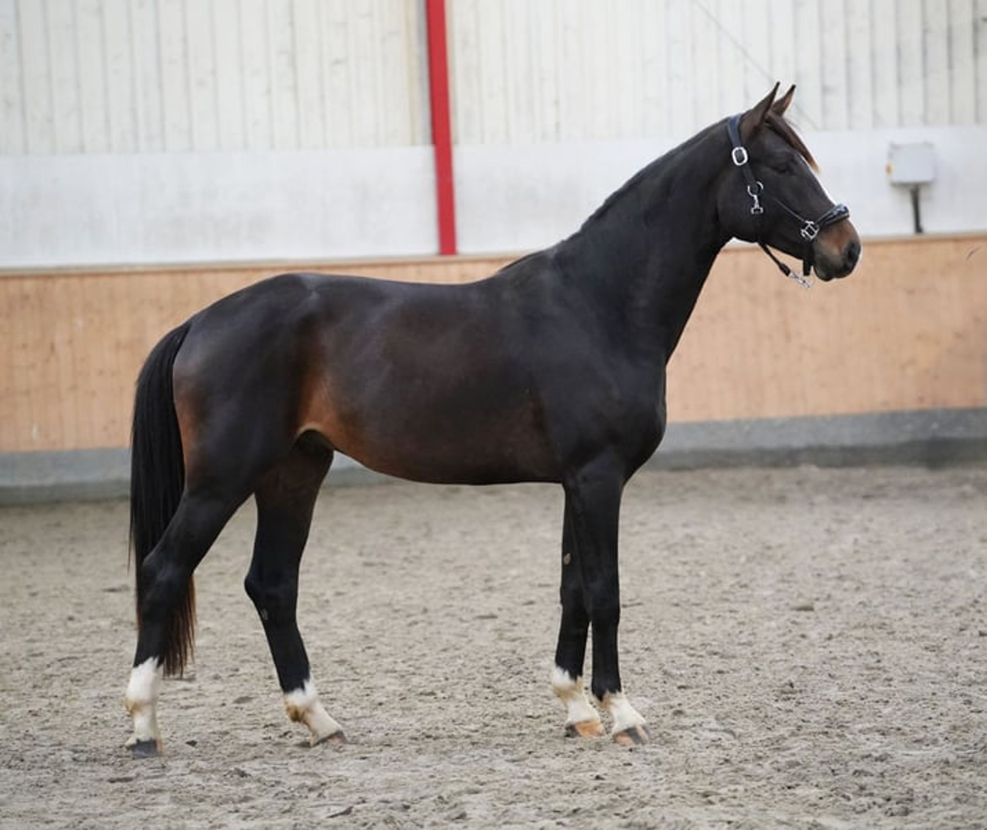 Typey gelding by Escolar - Image 4