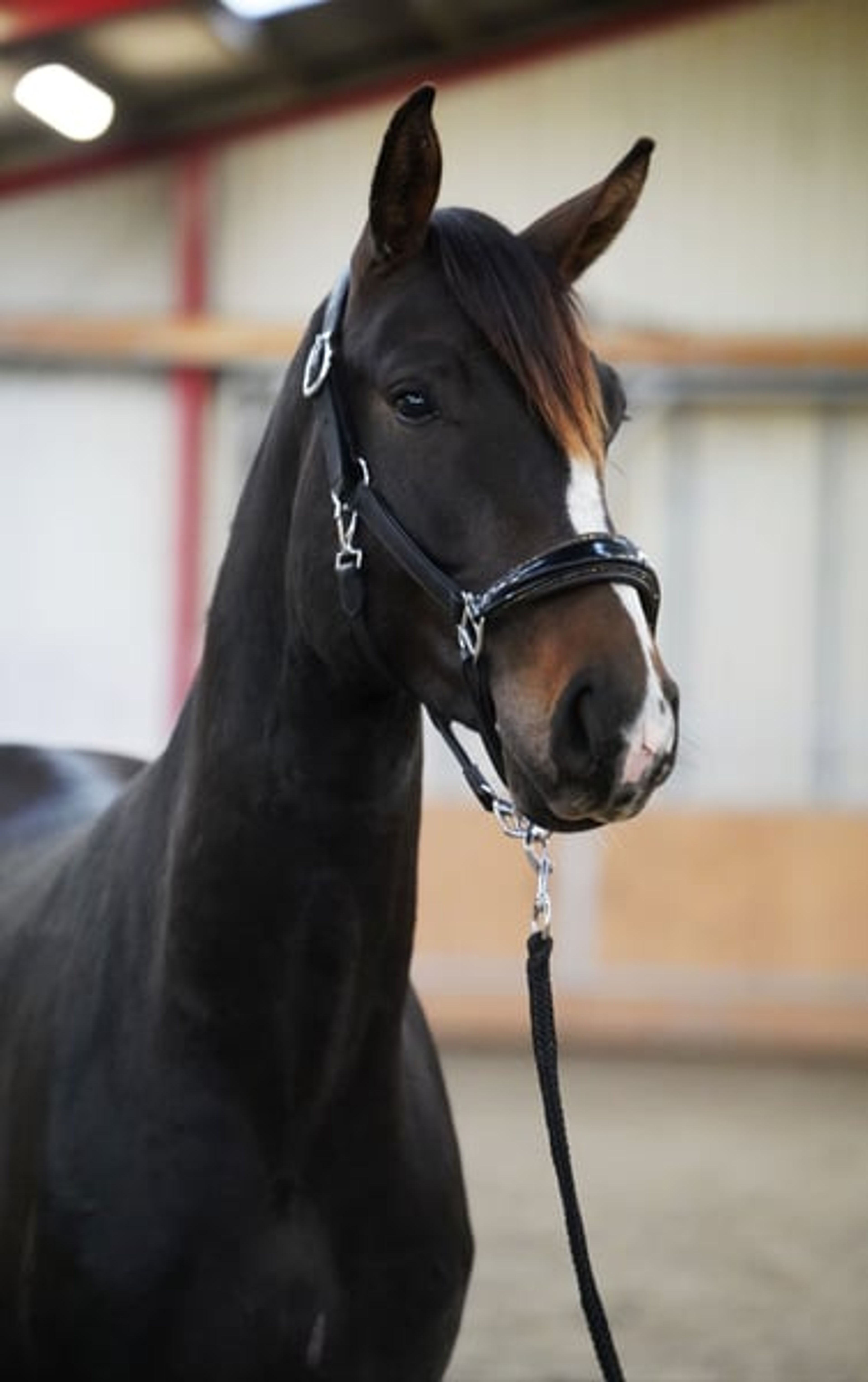 Typey gelding by Escolar - Image 5