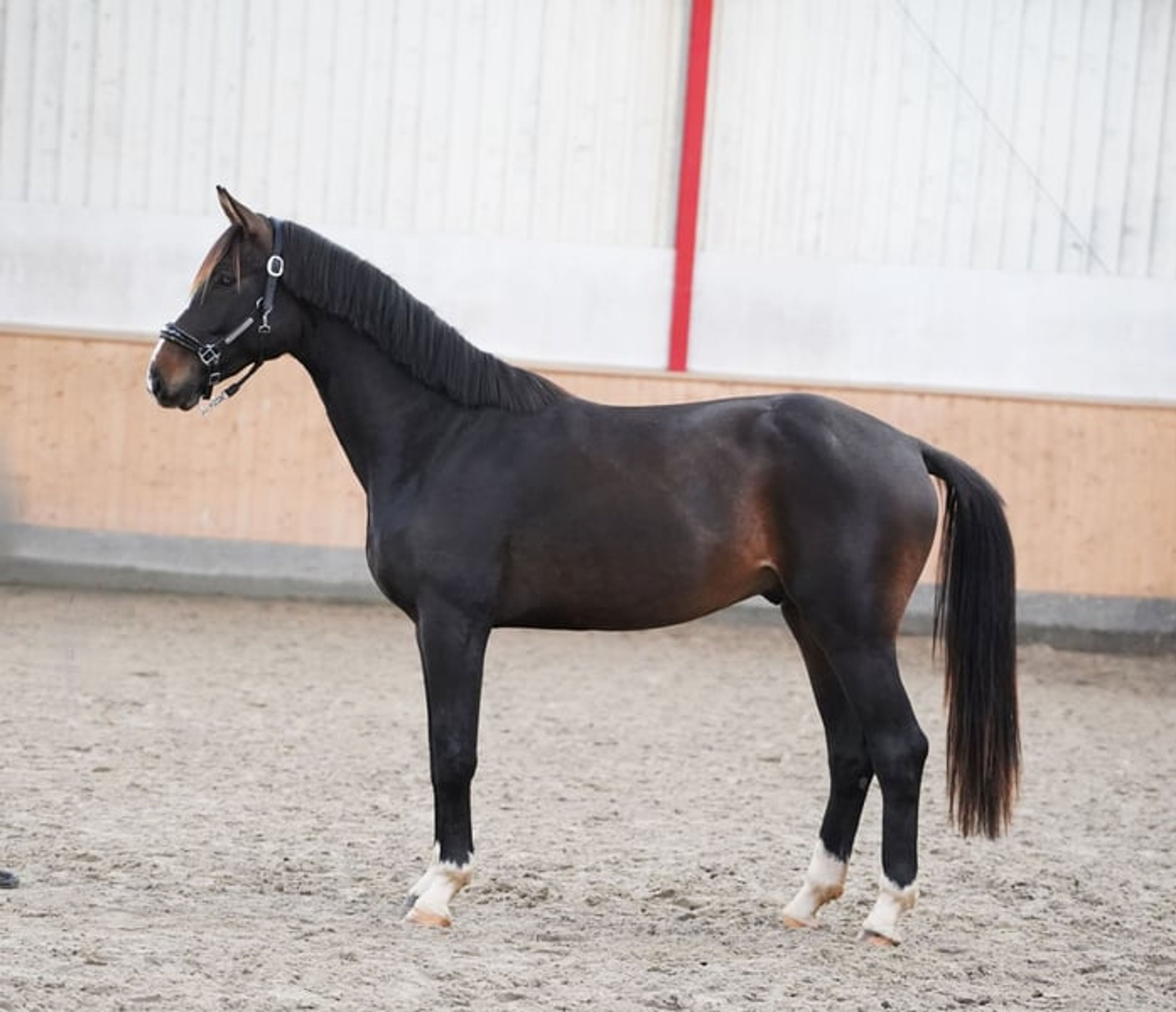 Typey gelding by Escolar - Image 6