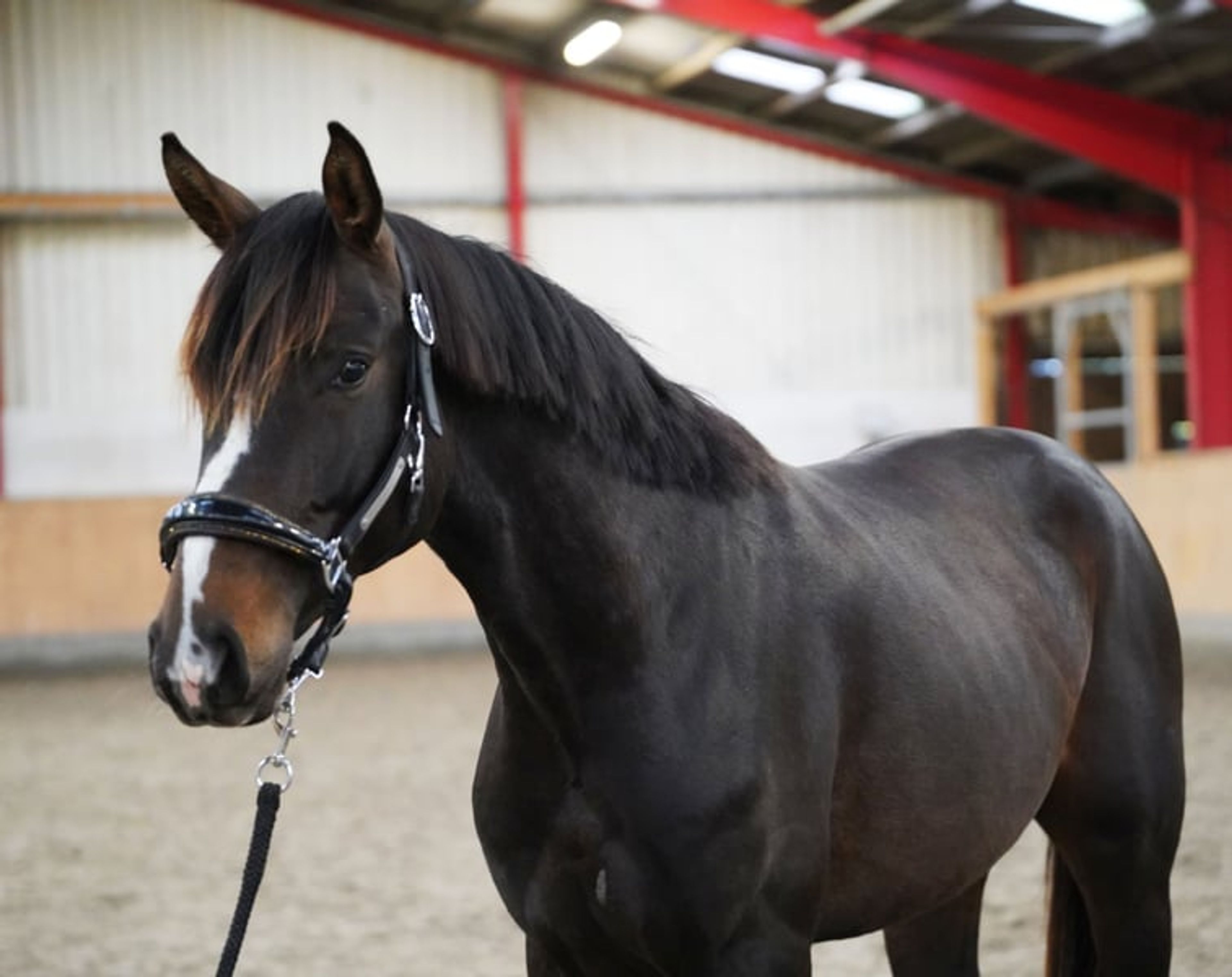 Typey gelding by Escolar - Image 7
