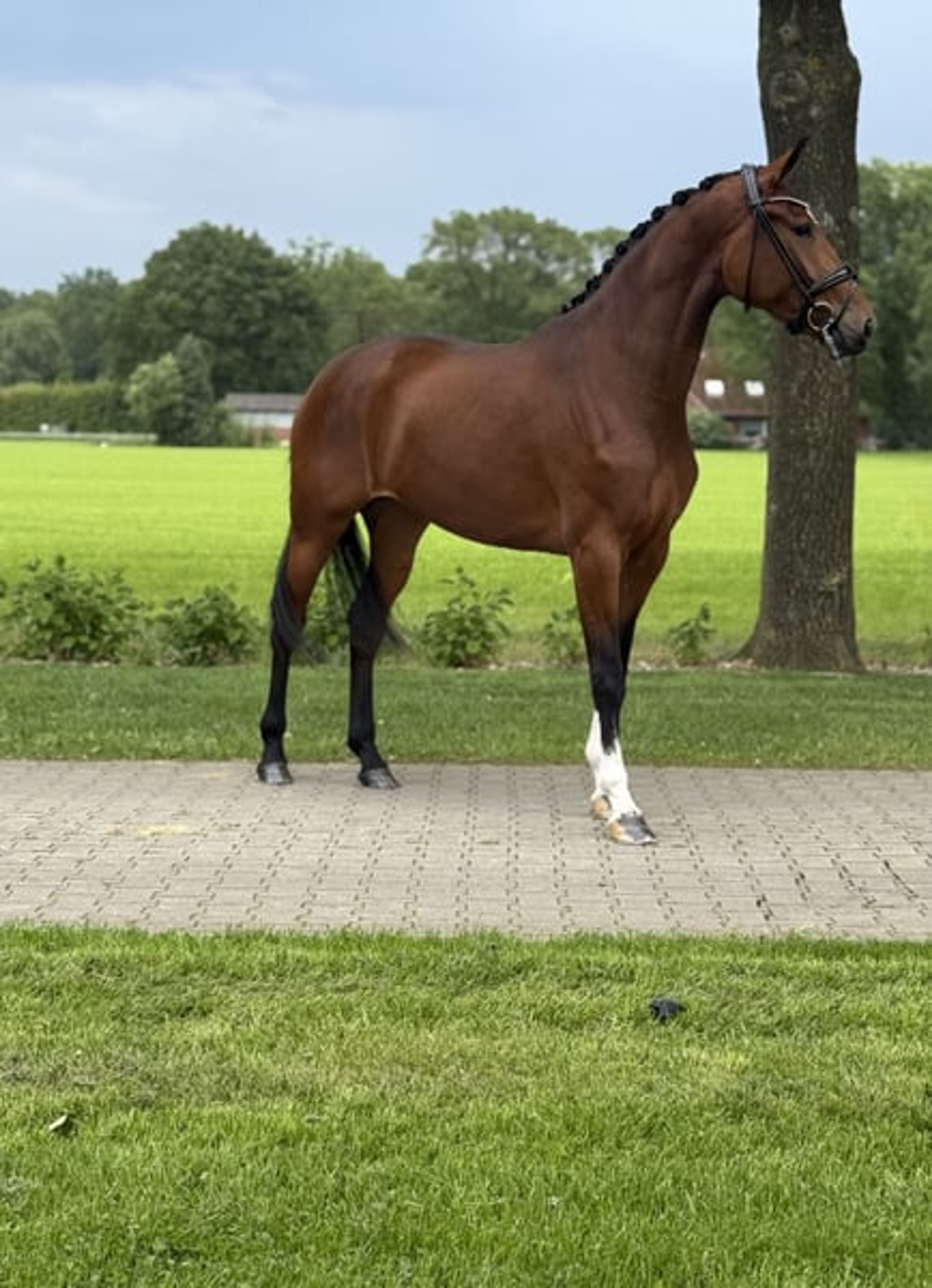 Young dressage prospect with an exceptional pedigree