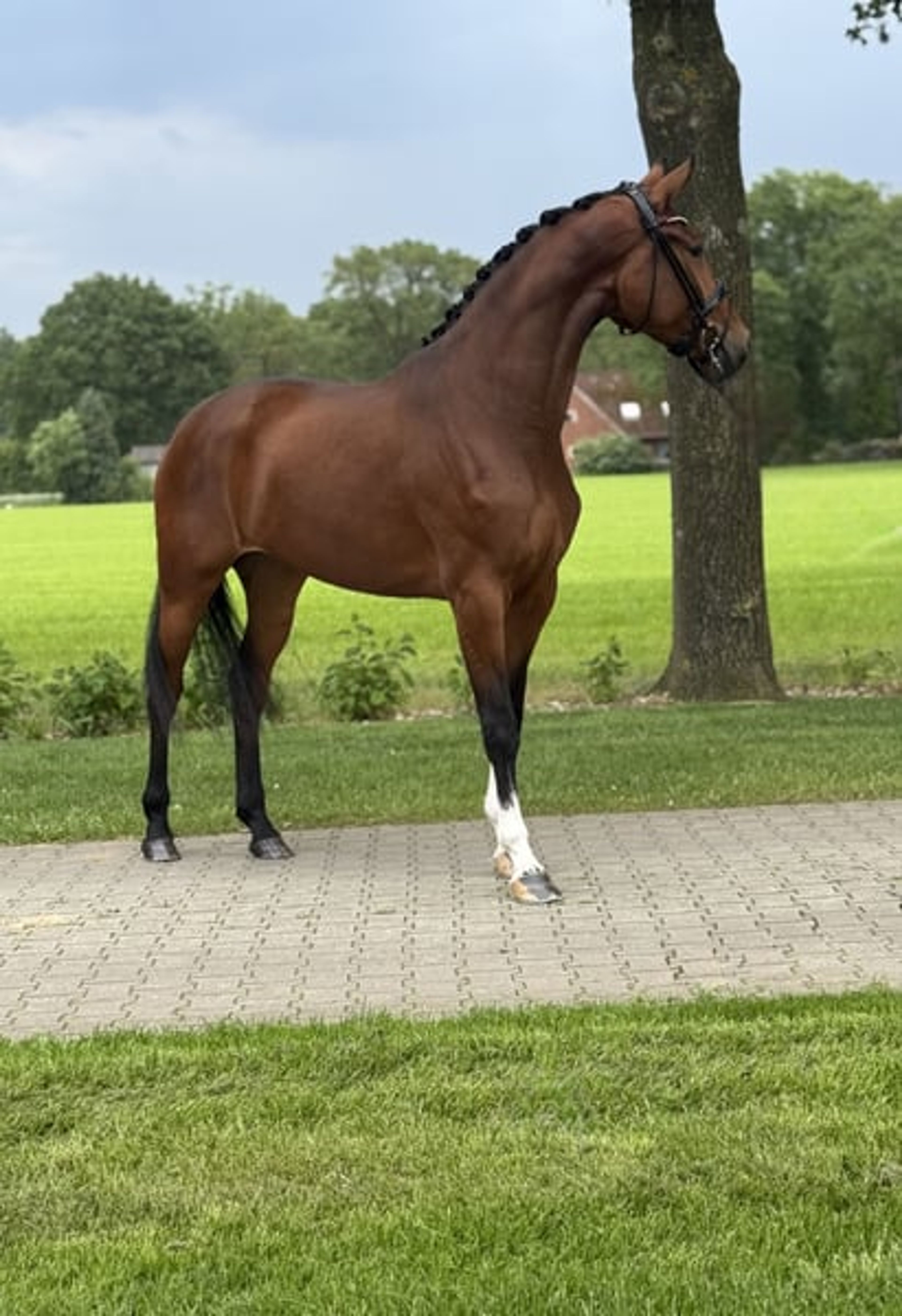 Young dressage prospect with an exceptional pedigree - Image 2
