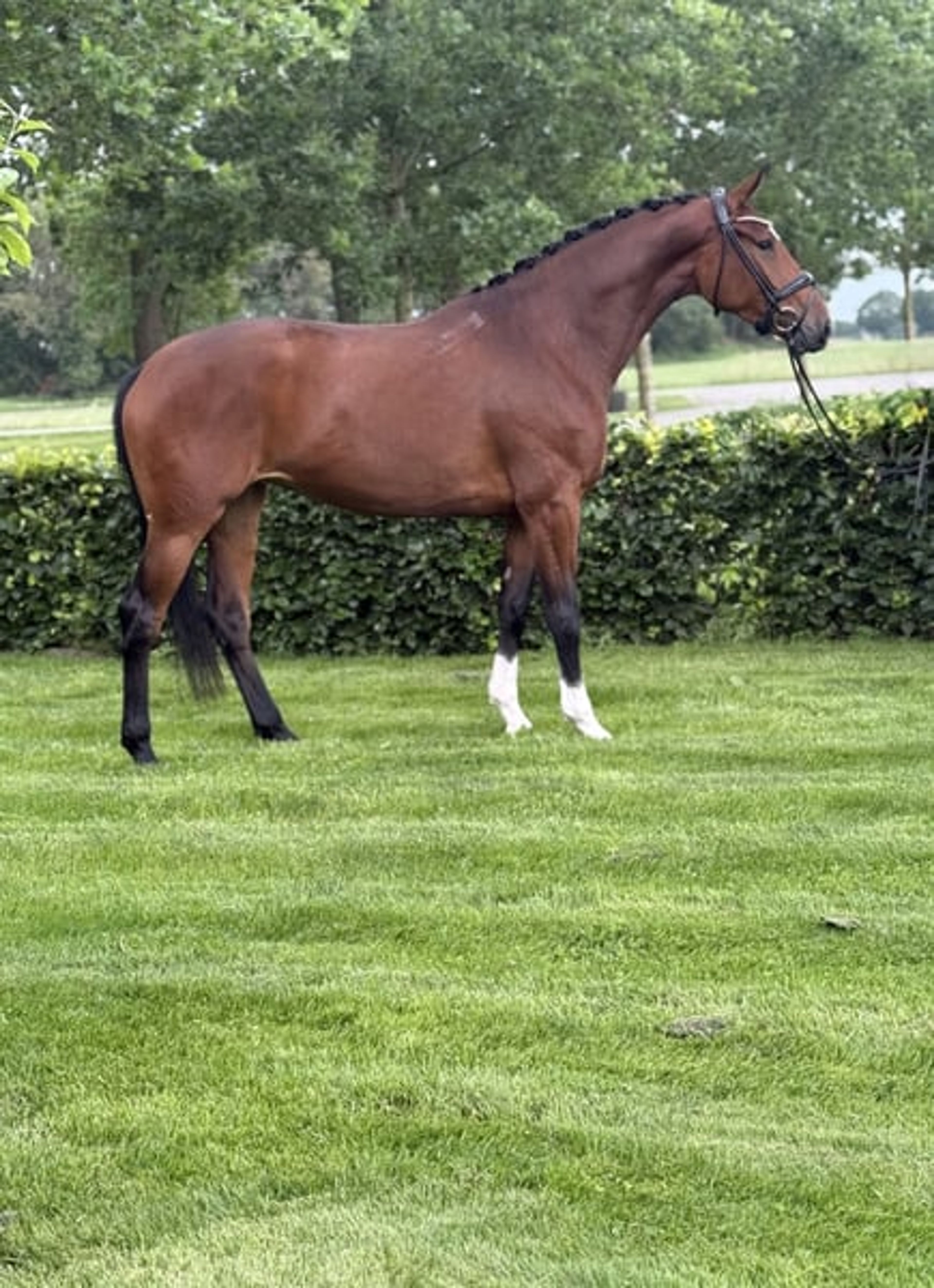Young dressage prospect with an exceptional pedigree - Image 3