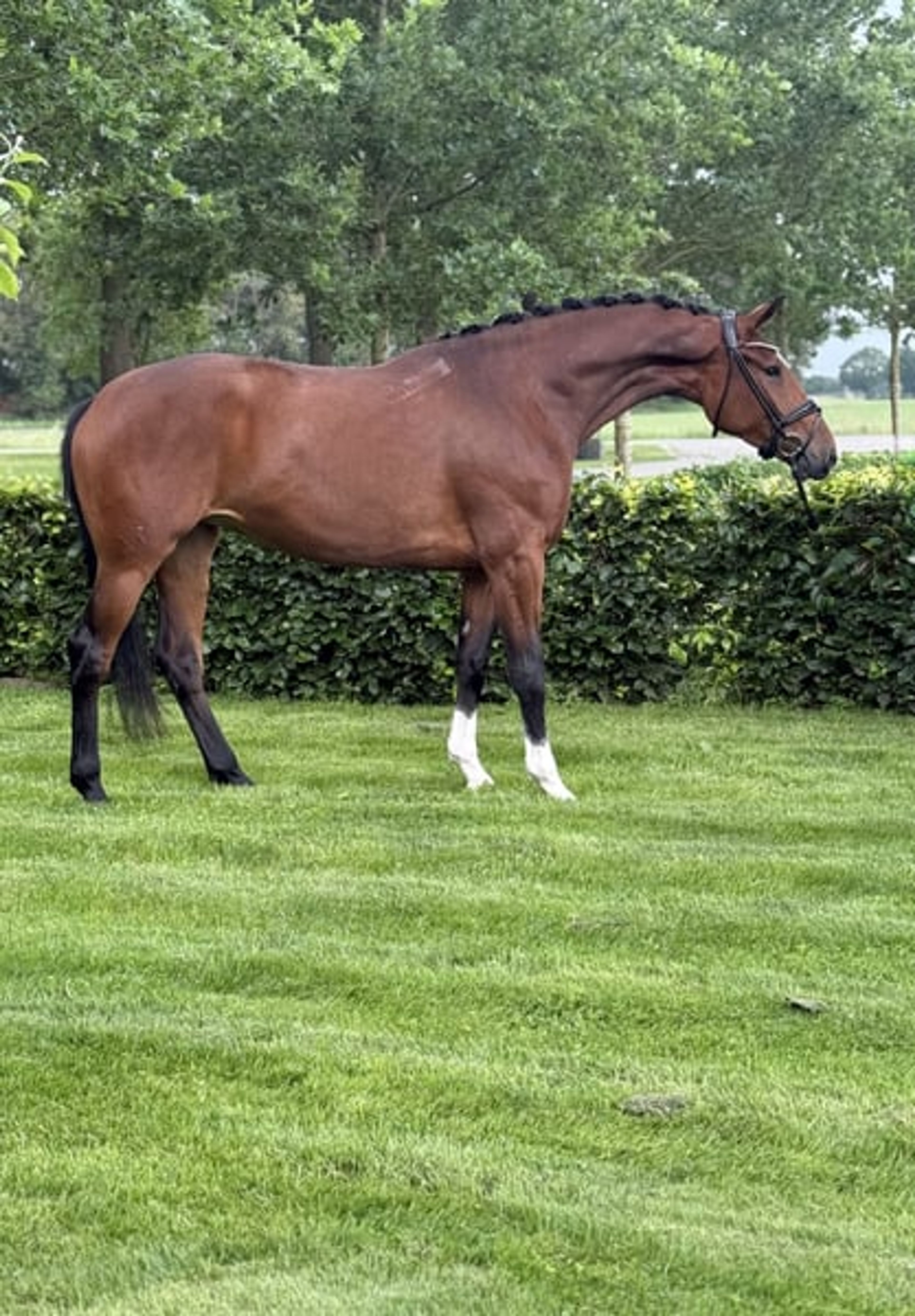 Young dressage prospect with an exceptional pedigree - Image 4