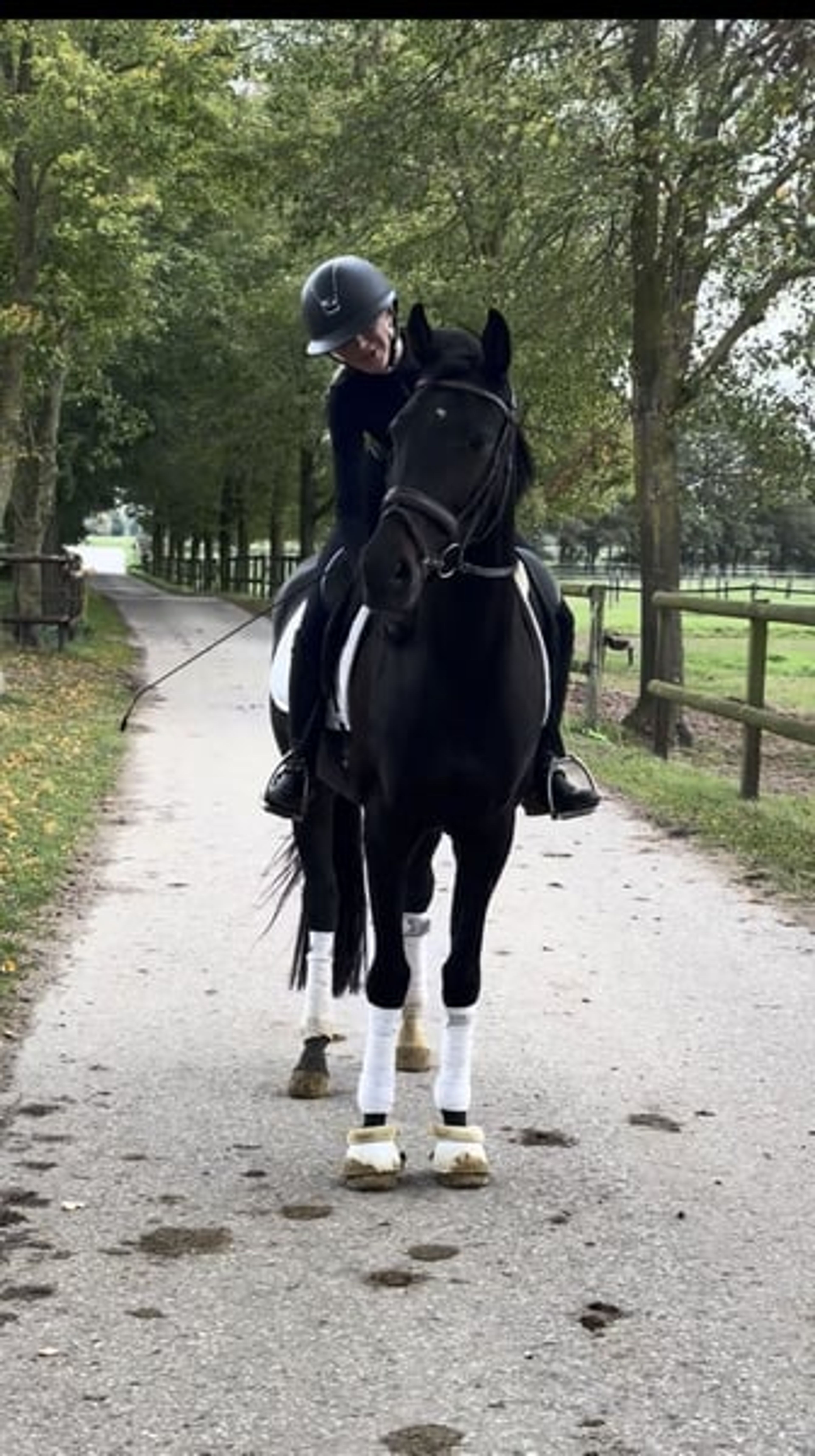 Handsome young dressage prospect in a black coat