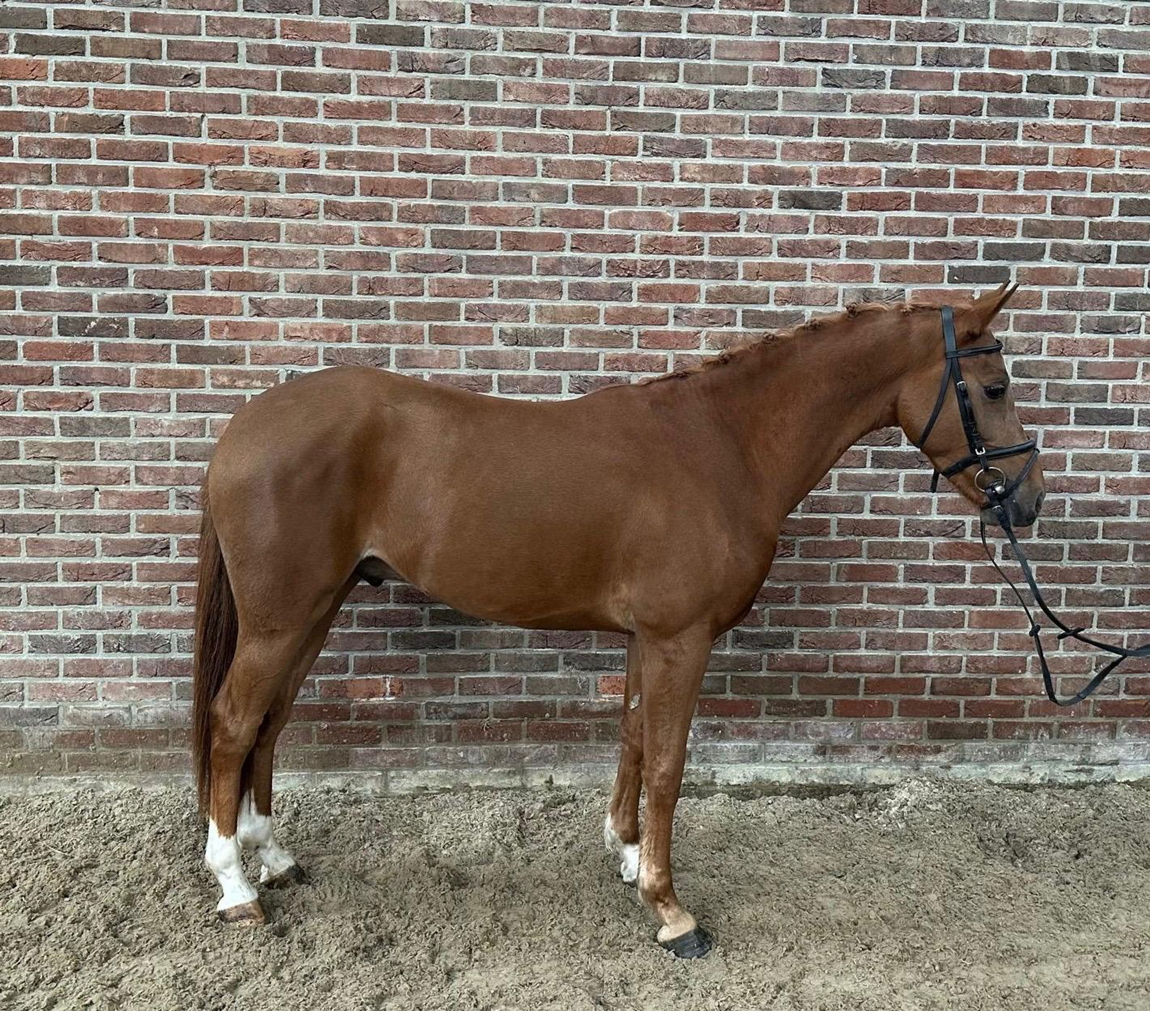 Tarzan (KASANOVA VAN KLAVERBORCH x VIGARO) - Image 1