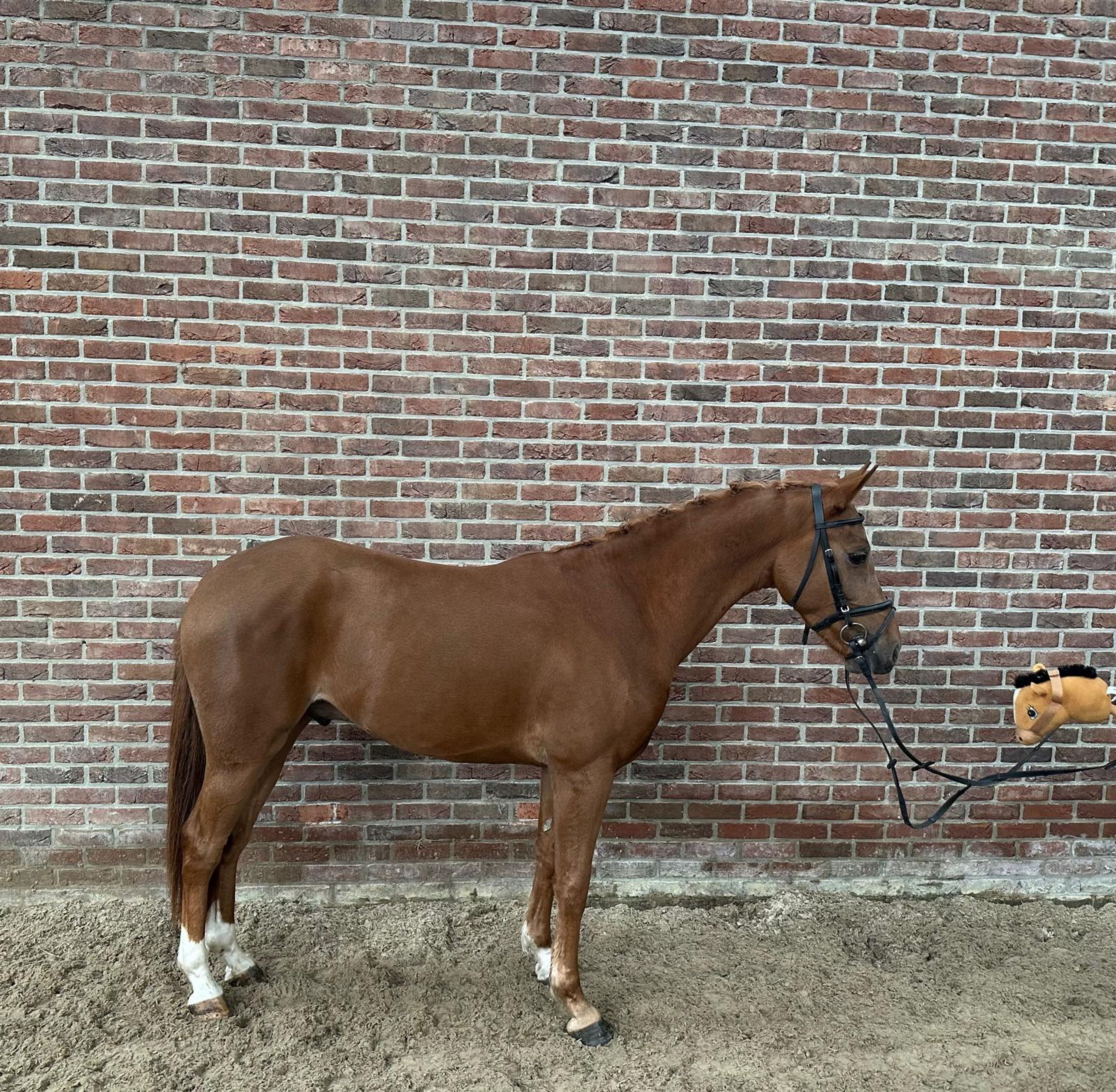Tarzan (KASANOVA VAN KLAVERBORCH x VIGARO) - Image 3
