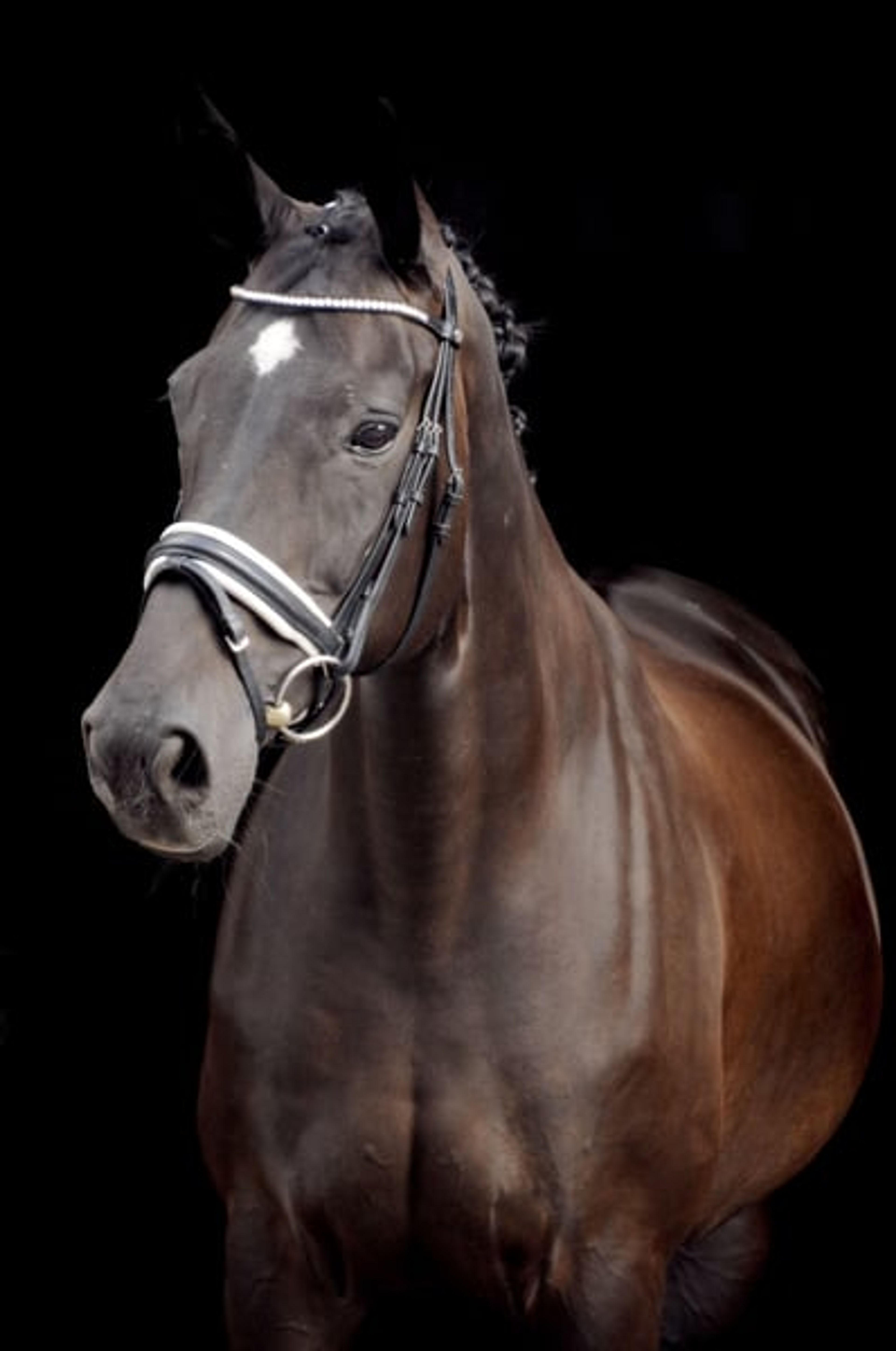 Dressage-experienced mare looking for a loving home as a companion horse.