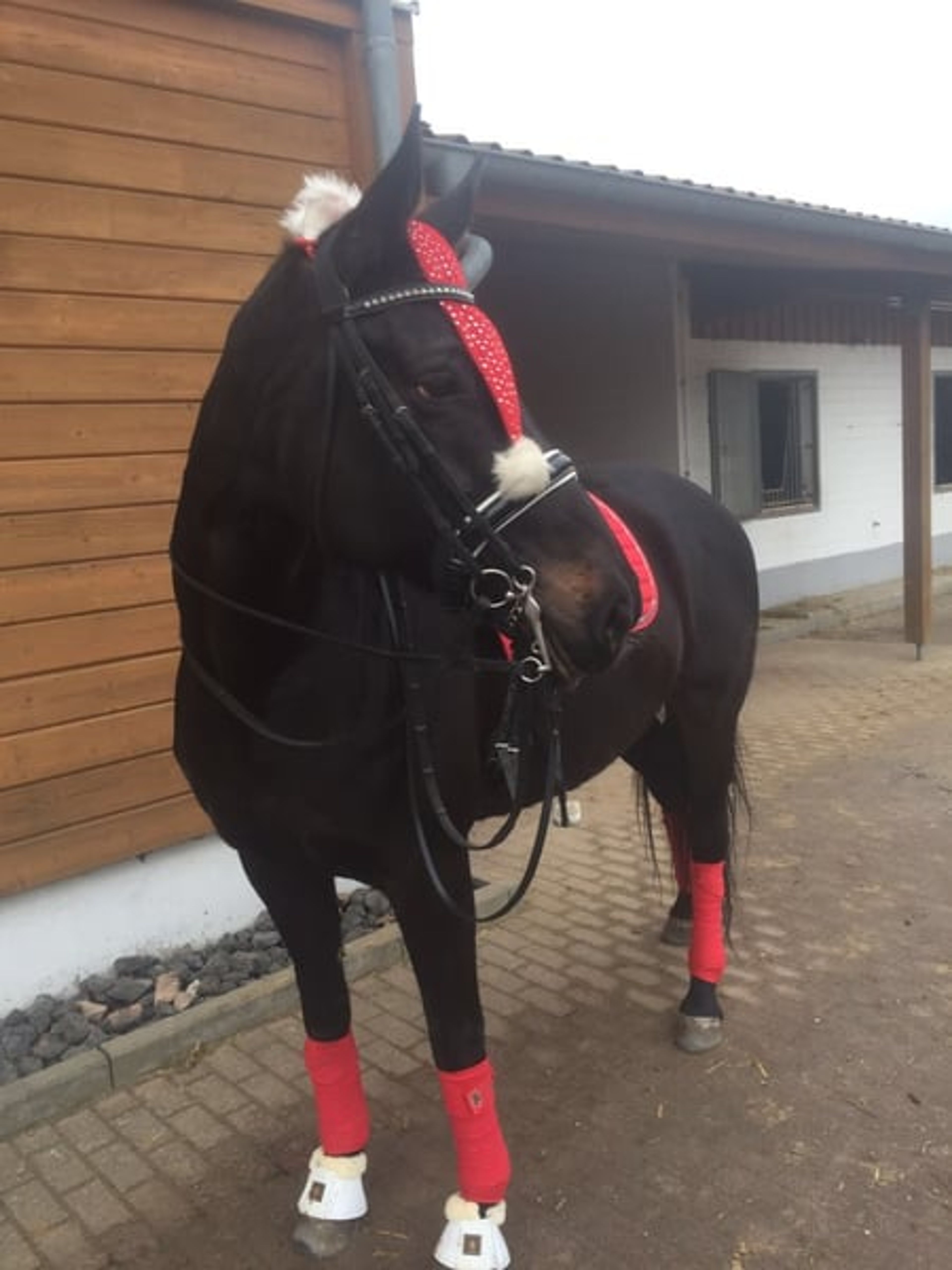 Dressage-experienced mare looking for a loving home as a companion horse. - Image 2